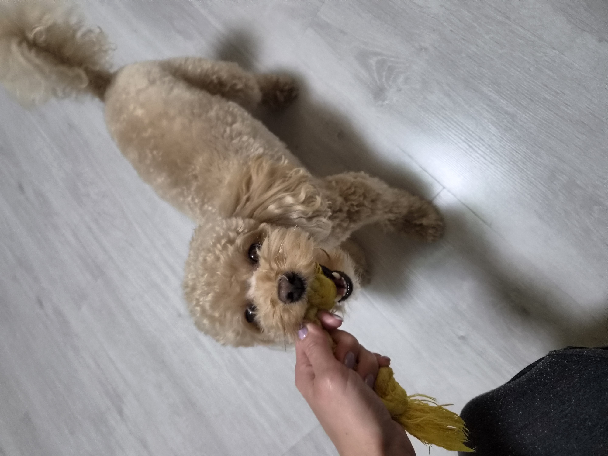 A light brown poodle is playing tug-of-war with a yellow rope toy held by a person's hand. The dog is facing the camera and has its mouth on the toy. The scene takes place indoors on a light-colored, wood-plank floor. The dog's tail is curled over its back. The person's hand is visible in the lower left corner of the image, wearing a ring on one finger. The dog is of medium size with curly fur. The lighting is somewhat dim, casting a shadow from the dog onto the floor. The background is out of focus, but appears to be a plain, indoor environment. There is no information available about the specific location within the city of Kudrovo, Russia.