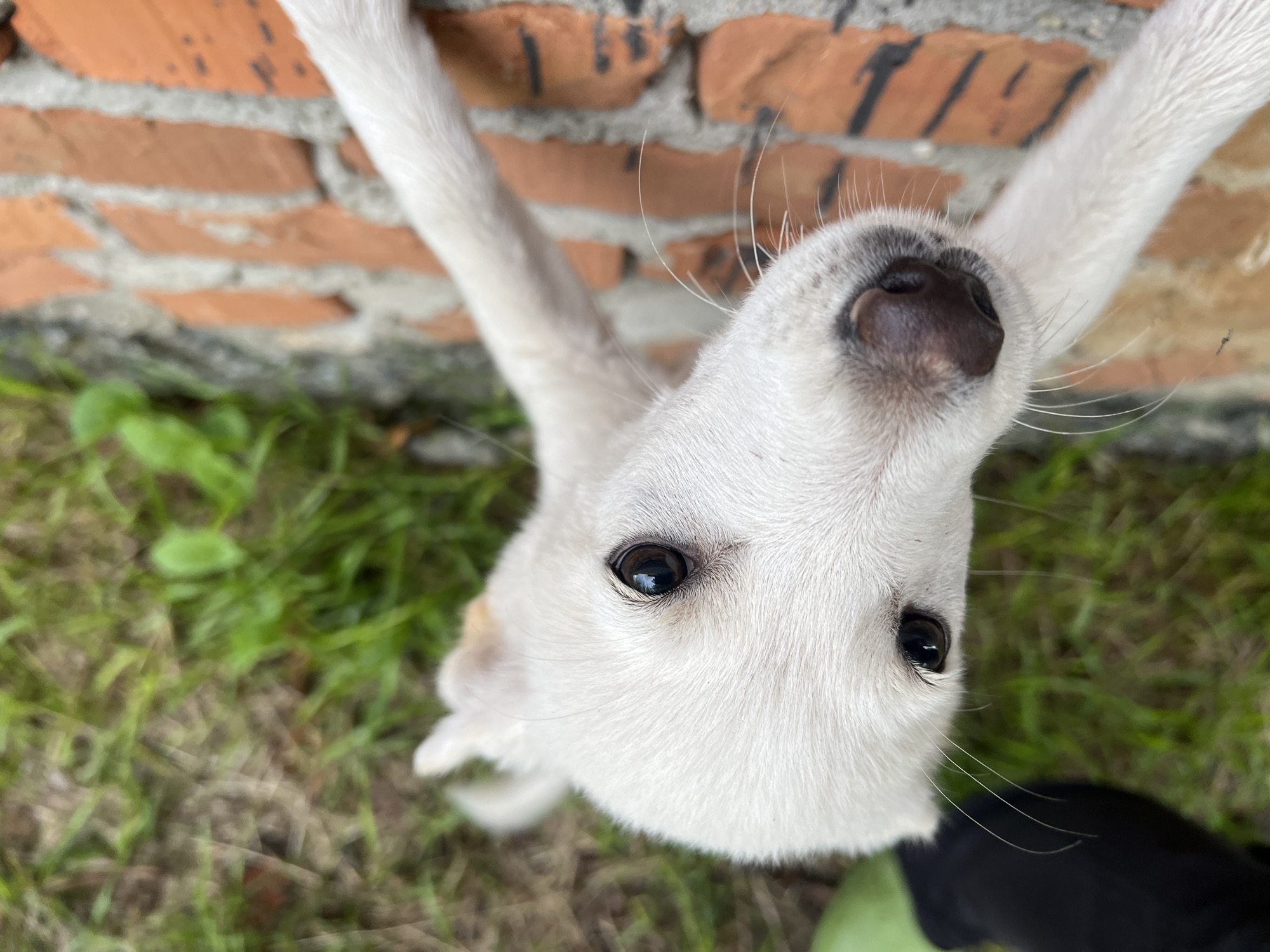 A close-up, high-angle shot captures a fluffy white puppy with its paws extended upwards, seemingly reaching for the camera. The puppy's head is tilted, offering a direct view of its dark, glossy eyes and wet, black nose. Delicate white whiskers fan out from its snout. The background is a textured brick wall, predominantly orange and red, with visible mortar. Below the wall, green grass and some dry earth are visible, suggesting an outdoor setting. A patch of dark material, possibly clothing, is in the lower right corner of the frame. The lighting suggests daytime, with soft shadows. The overall impression is one of youthful curiosity and playfulness from the puppy.