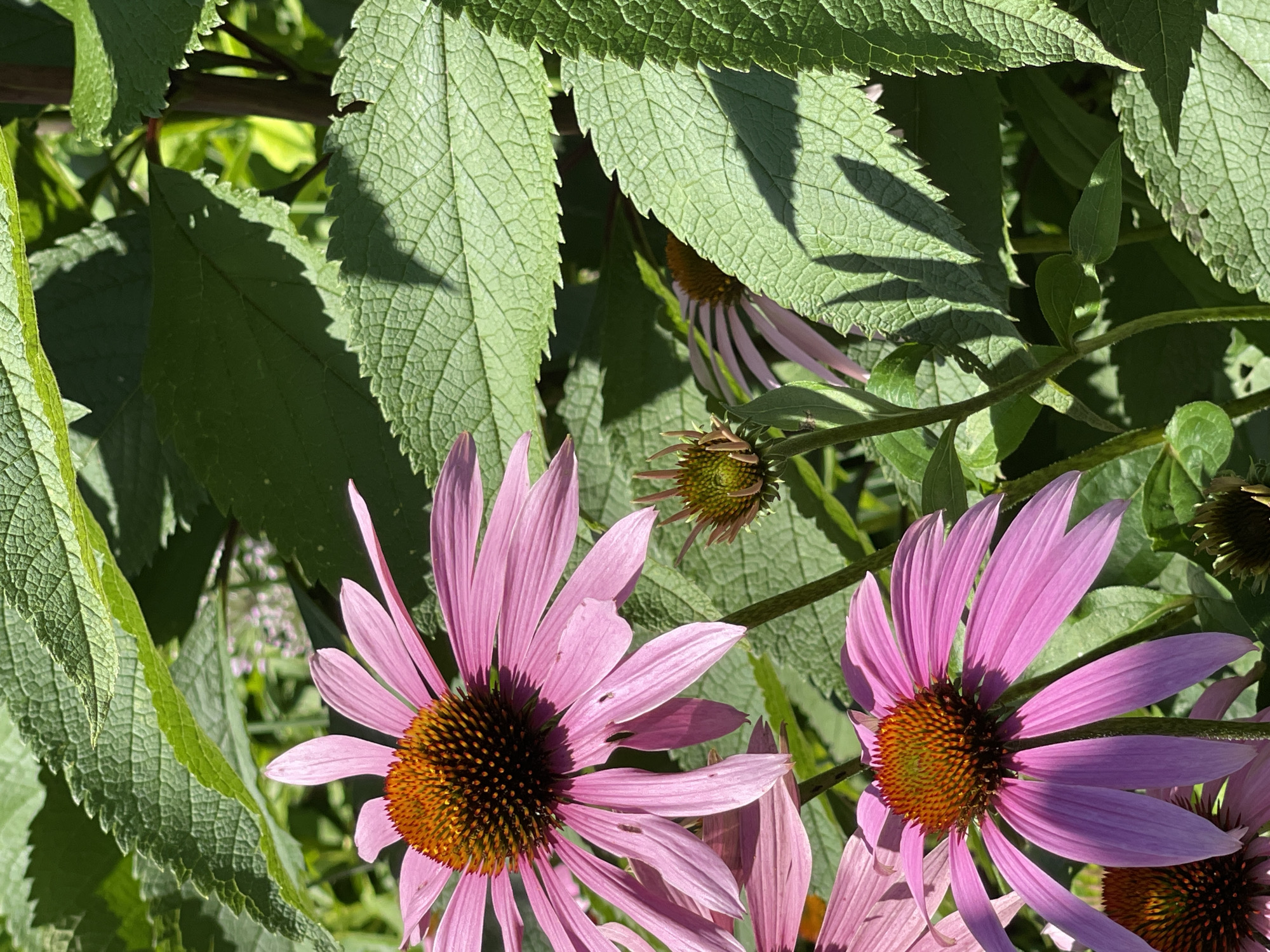 This is a close-up, eye-level, natural light photograph of several coneflowers (Echinacea) in bloom, interspersed with large, textured green leaves. The coneflowers are a vibrant pink with prominent, spiky, orange-brown centers. Some of the flowers are in full bloom, displaying their delicate petals, while others are in bud form, showing their green, spiky heads. The leaves are broad and deeply veined, with serrated edges, casting shadows on some of the flowers. The background is a blur of green foliage and dappled sunlight, suggesting an outdoor garden setting. The specific location in Tatarstan, Russia is not visually discernible from the image itself.