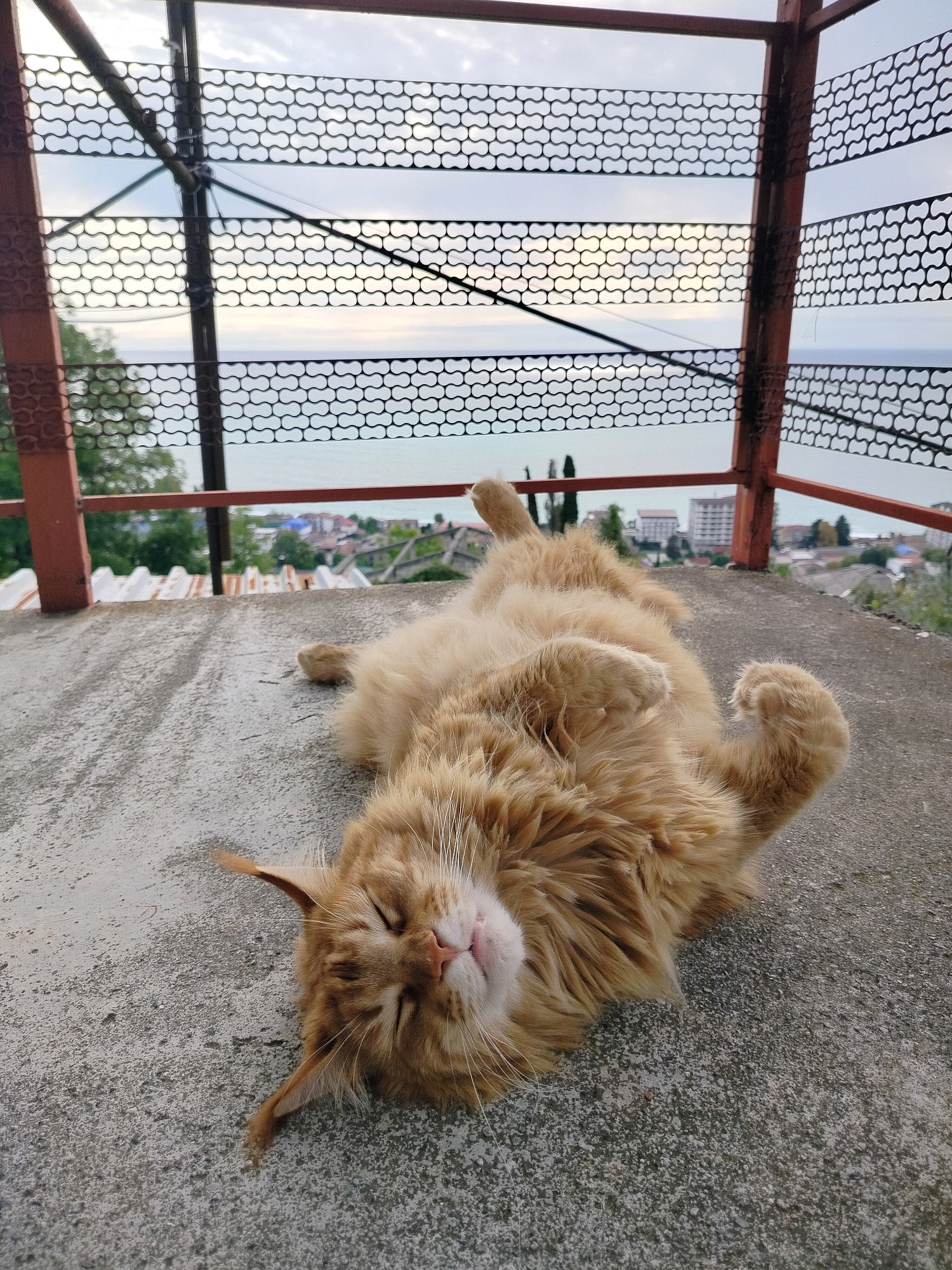 A fluffy ginger cat is lying on its back on a concrete surface. The cat is in focus, with its eyes closed and its paws up in the air. The background is blurred, but appears to be a cityscape with buildings and trees. A black metal fence with a repeating pattern of interlocking shapes is visible in the upper part of the image, obscuring a view of the sky and the sea. This scene is likely taking place on a rooftop or balcony in Gagra, Abkhazia, given the architectural style and the view of the sea.