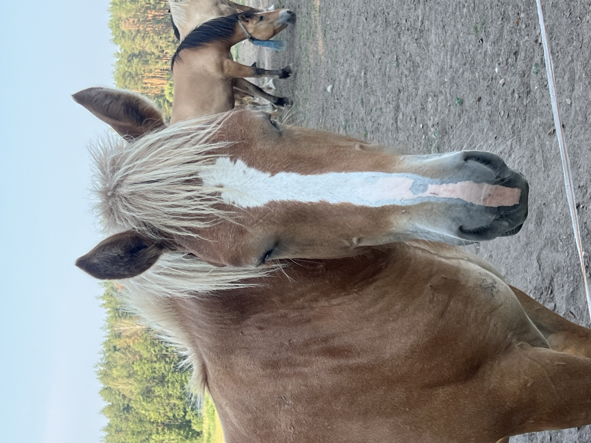 A close-up, eye-level shot captures the head and upper body of a light brown horse. The horse has a blond mane with a distinctive white blaze running down its forehead and nose. Its eyes are partially closed. In the background, other horses are visible in a field with trees lining the horizon under a clear sky. The foreground shows a dirt or sandy ground surface with a thin white electric fence wire. The setting is outdoors.