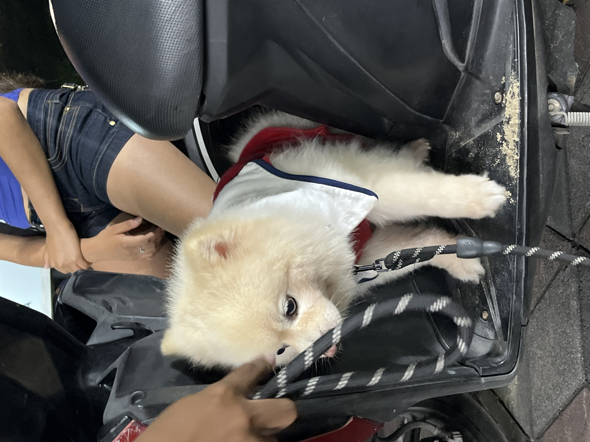 A fluffy, light-colored Pomeranian dog is lying down on a dark surface, possibly a motorcycle seat, wearing a red and white vest. The dog's leash, black and white patterned, is visible and appears to be in its mouth. A person's hand is also visible, near the dog and the leash. The person is wearing denim shorts and a blue top. The setting appears to be outdoors, with hints of a paved ground and possibly some foliage in the background. The lighting suggests it might be daytime, but not necessarily bright sunlight. The dog's expression is curious and playful as it interacts with the leash. The scene is shot from a slightly elevated, close-up perspective, focusing on the dog and the immediate surroundings.