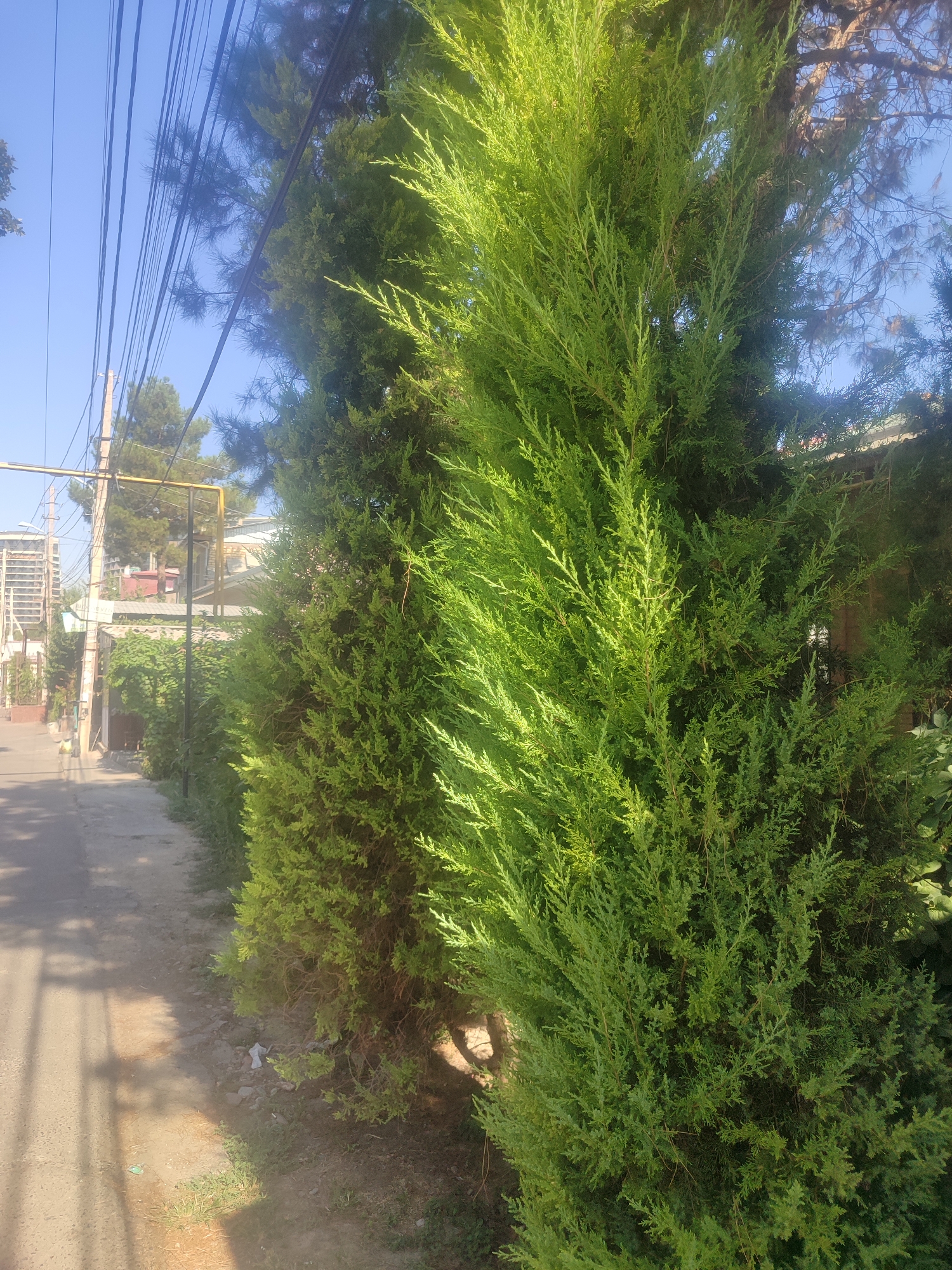 The image depicts a sun-drenched street scene in Tashkent, Uzbekistan. In the foreground, a vibrant green evergreen tree with dense foliage dominates the right side of the frame. To the left, a paved sidewalk runs alongside the tree, leading towards the background where buildings and utility poles are visible. The sky is clear and blue. The overall impression is one of an ordinary urban street on a bright day.