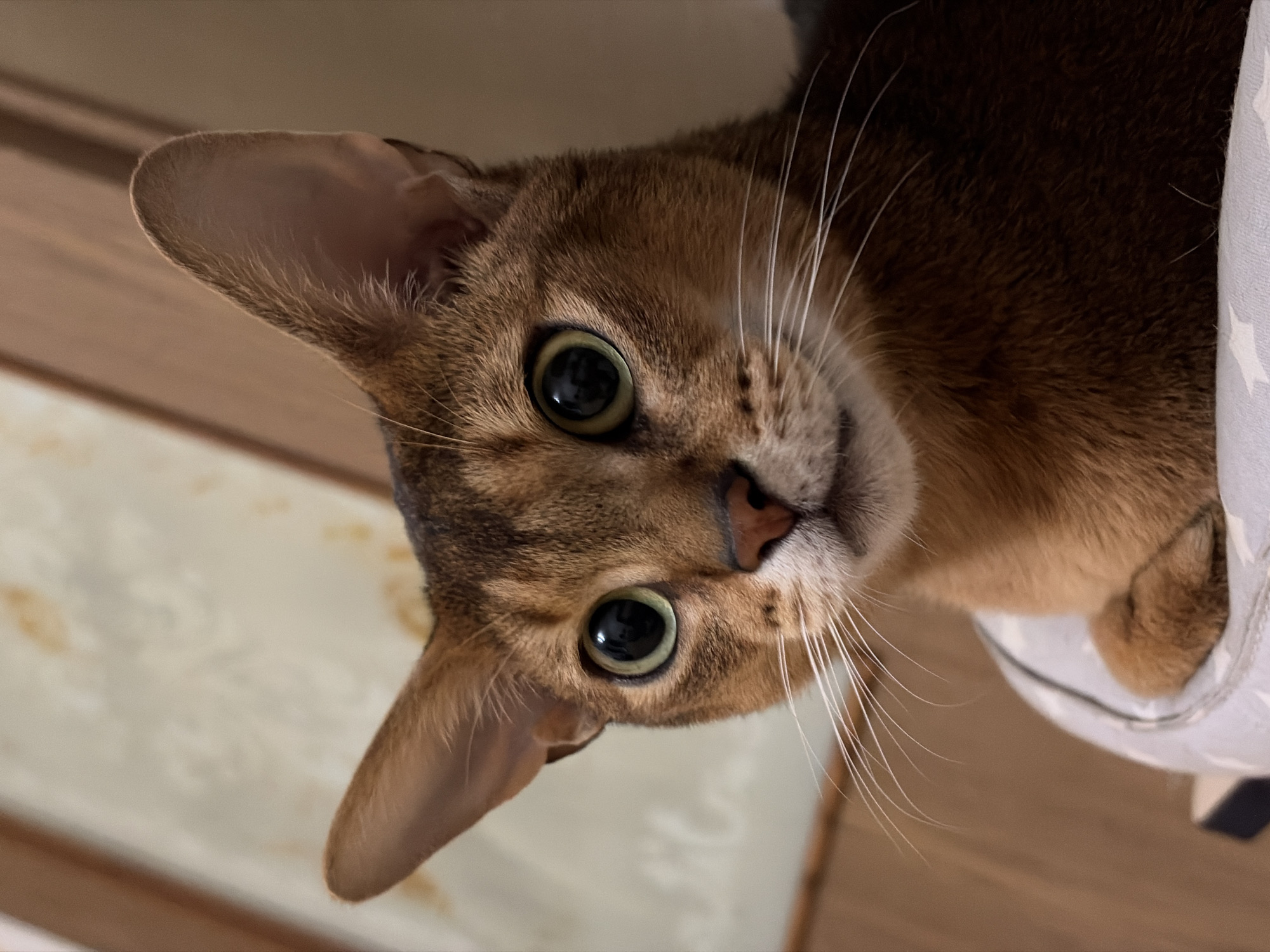 A close-up, slightly tilted portrait shows a brown and tan Abyssinian cat looking directly at the camera. The cat has large, round, olive-green eyes with black pupils. Its coat is a mix of reddish-brown and tan, with darker markings around the eyes and face. It has a small pink nose and long white whiskers. Part of the cat's body appears to be inside something white, possibly a bag or container, which is visible on the right side. The background is a mix of beige and brown, appearing to be a wall or surface. The image does not provide sufficient information to determine the location or any information about the city of Chaikovsky, Russia. There are no people visible in the image. The action is simply the cat looking at the camera.