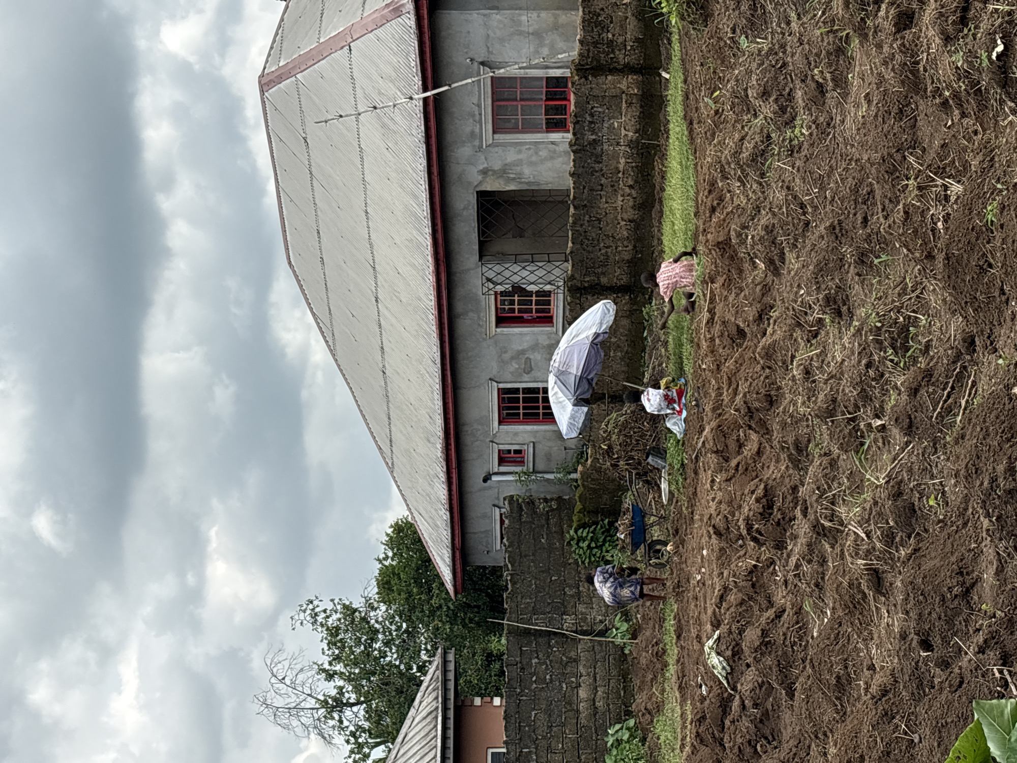 The image captures an outdoor scene in Ikot Ekpene, Nigeria, depicting individuals engaged in agricultural work against a backdrop of local architecture. The foreground and much of the right side of the frame are dominated by a large plot of freshly tilled, dark brown earth, suggesting recent cultivation or preparation for planting. Scattered dry plant matter is visible across the soil.
Several people are working in the field. One individual, wearing a light-colored, possibly striped shirt, is bent over near the right edge of the frame. Closer to the center, another person in a dark top and patterned skirt or wrapper is also crouched, next to an open white and purple umbrella, which likely provides shade. Further left in the field, a third person in a blue and white patterned outfit is visible near a blue wheelbarrow and some tools, such as a hoe. Their postures indicate manual labor.
In the mid-ground and background on the left, a concrete building with a corrugated metal roof stands prominently. The building features red-framed windows, some with metal grilles, and a balcony with a decorative metal railing. A television antenna is visible on its roof. Below this main building, a stone or concrete block wall runs across the scene, separating the field from the structures. Further back, part of another building with a similar roof and lush green trees and vegetation can be seen.
The sky is overcast with heavy grey clouds, suggesting a cloudy day, potentially preceding or following rainfall. There is no visible text in the image. The overall impression is one of communal effort in an agricultural setting under natural light.