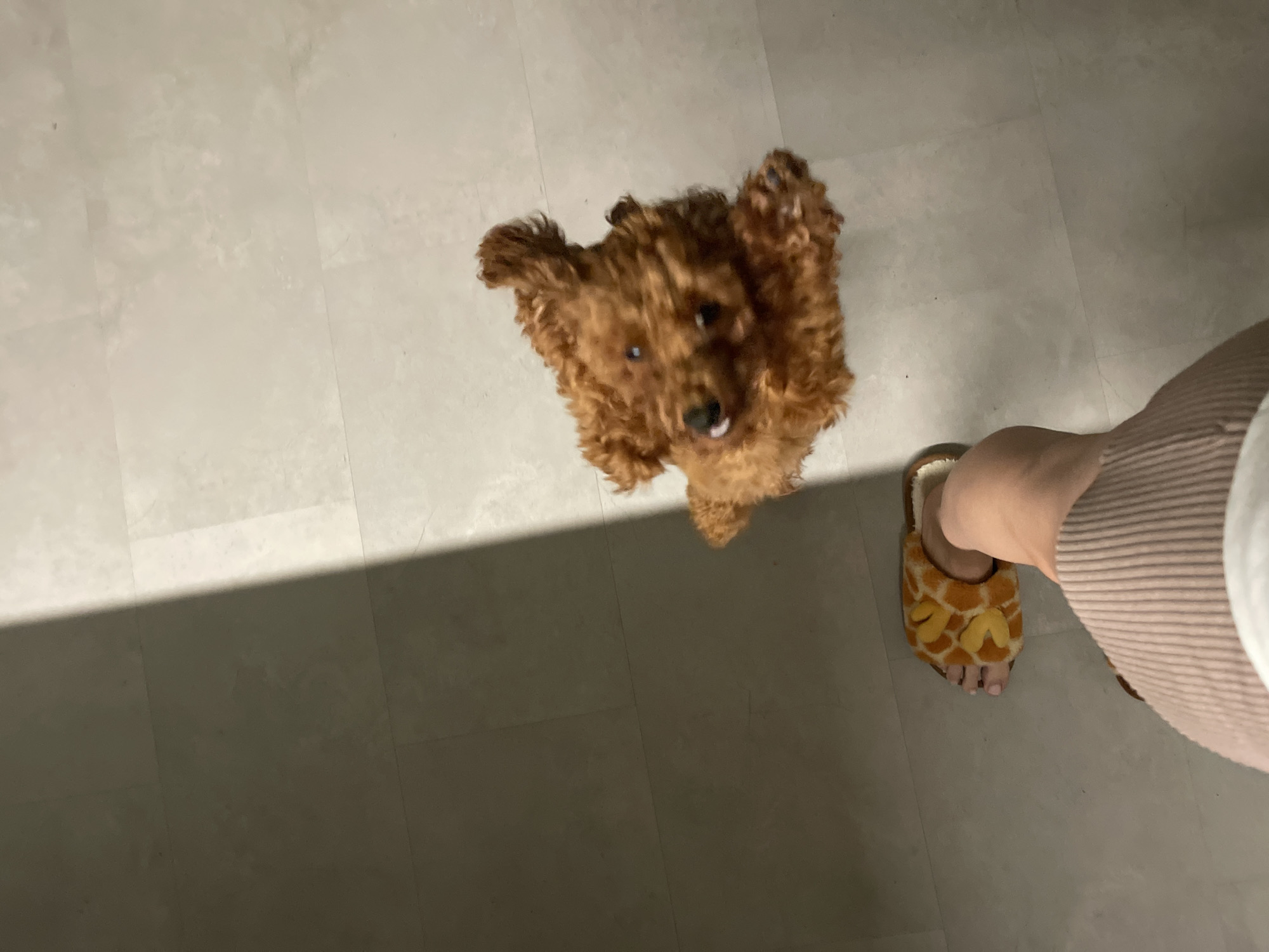 An indoor, top-down, medium shot shows a person's foot wearing a brown and orange giraffe-patterned slipper and a small, fluffy, reddish-brown poodle. The poodle is in the center right of the frame, looking up at the camera with its head tilted. The floor is tiled with light gray tiles, with a strong diagonal shadow cast from the upper left corner to the middle of the frame. The overall environment appears to be a residential indoor space.