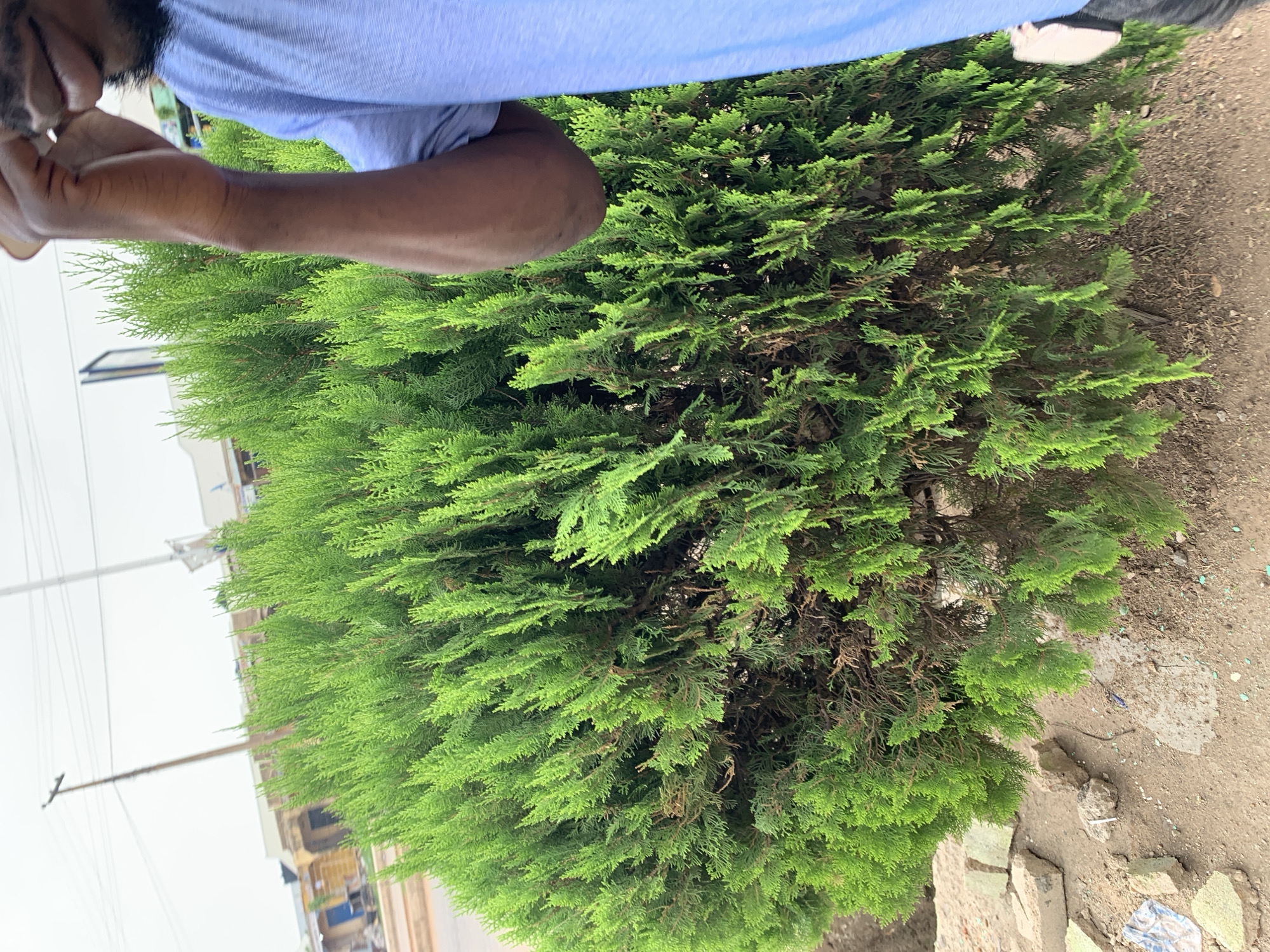 A medium shot, taken outdoors in the Rafin Par area of Nigeria, features a coniferous shrub. The shrub is vibrant green with dense foliage. Parts of an individual, specifically their shoulder and arm clad in a light blue shirt, are visible in the upper portion of the frame. The ground near the shrub is dirt with scattered debris and broken bricks. Overhead power lines stretch across the cloudy sky, and glimpses of buildings are seen in the background.