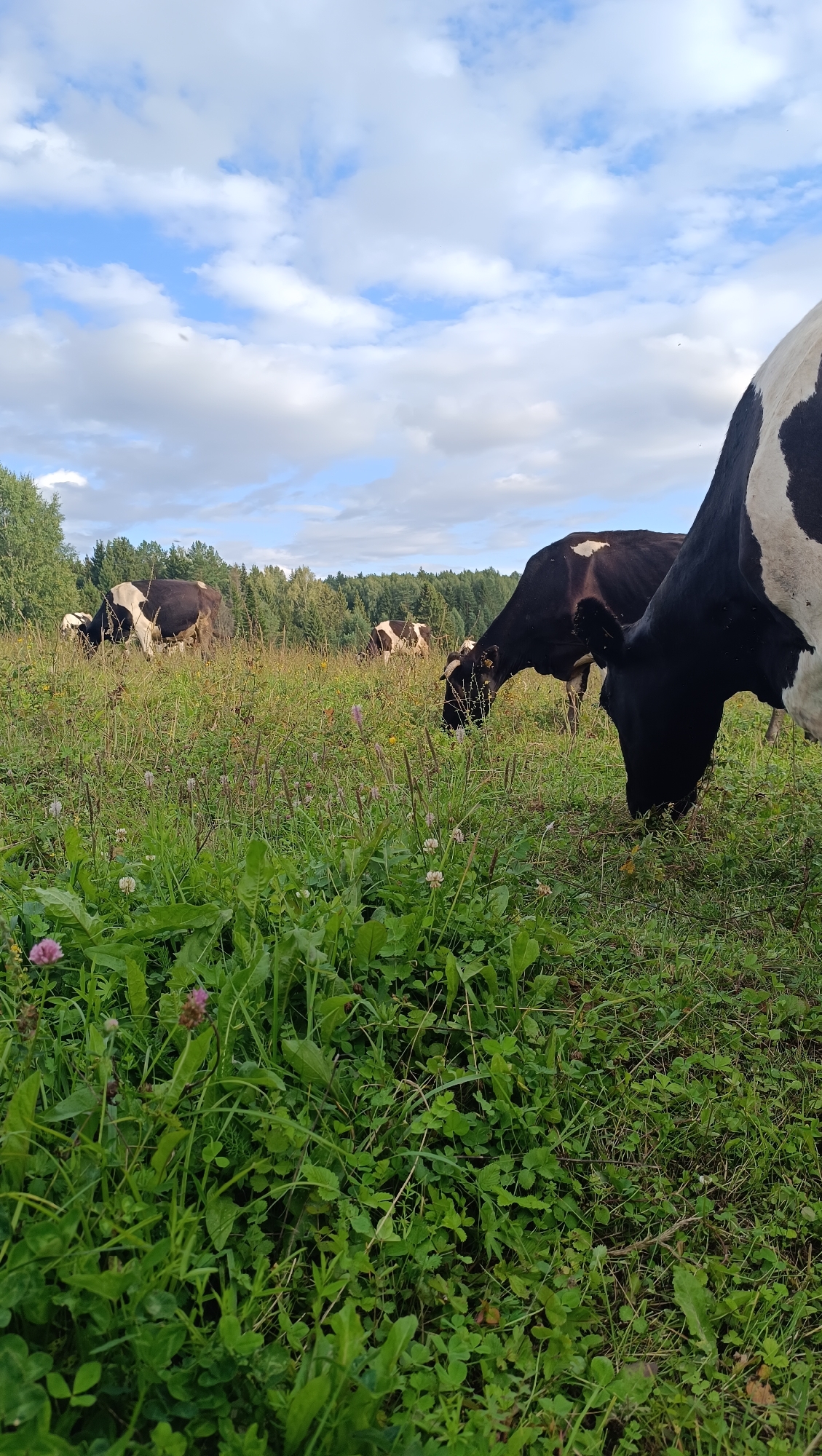A herd of black and white cows graze in a grassy field under a partly cloudy sky. The foreground is dominated by lush green grass and some clover. In the mid-ground, several cows are visible, with some bent over grazing. In the background, a dense forest line forms the horizon. The scene appears to be a pastoral landscape. The image does not provide any specific information about the city of Karsha, Russia.