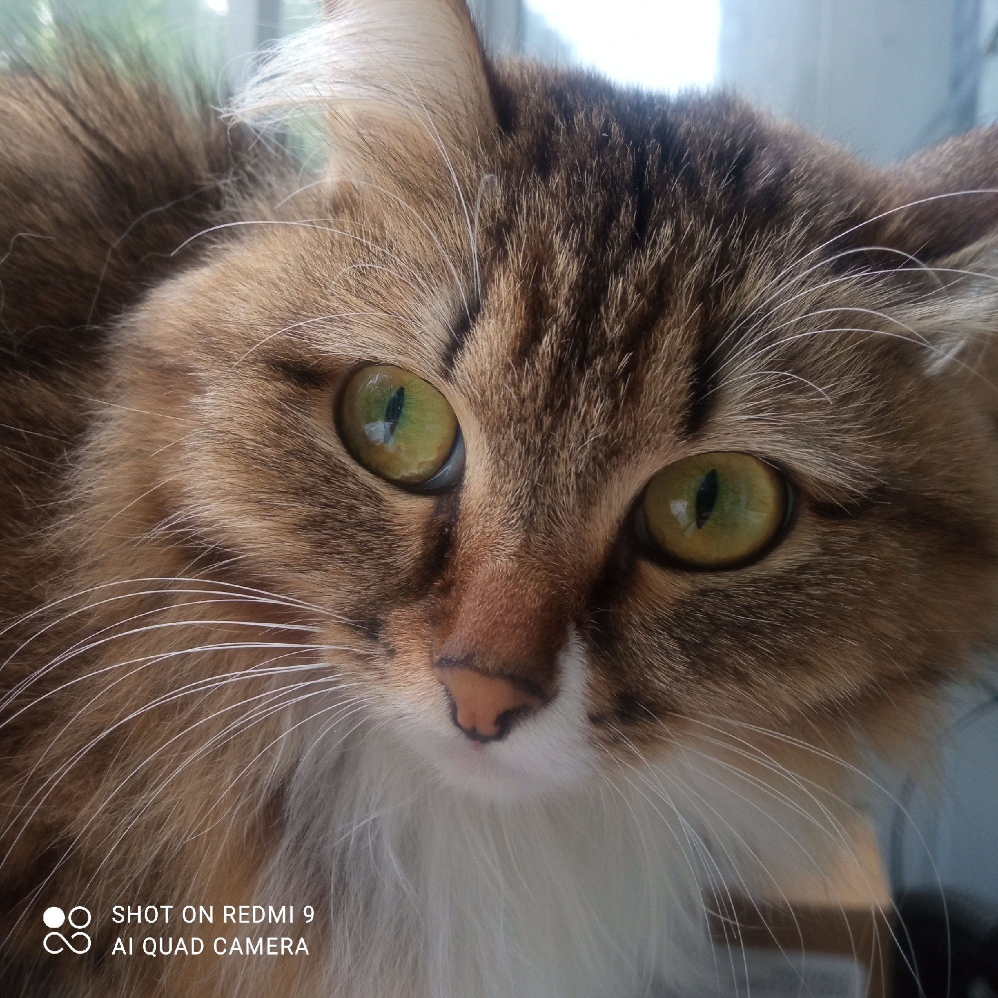 A close-up photograph shows the face of a fluffy brown tabby cat with green eyes. The cat has a pink nose and white fur on its chest and muzzle. The background is blurry, with hints of greenery and a window, suggesting an indoor setting. The lower left corner of the image contains a watermark that reads "SHOT ON REDMI 9 AI QUAD CAMERA." There is no definitive evidence to suggest the location is in the city of Chaikovsky, Russia.