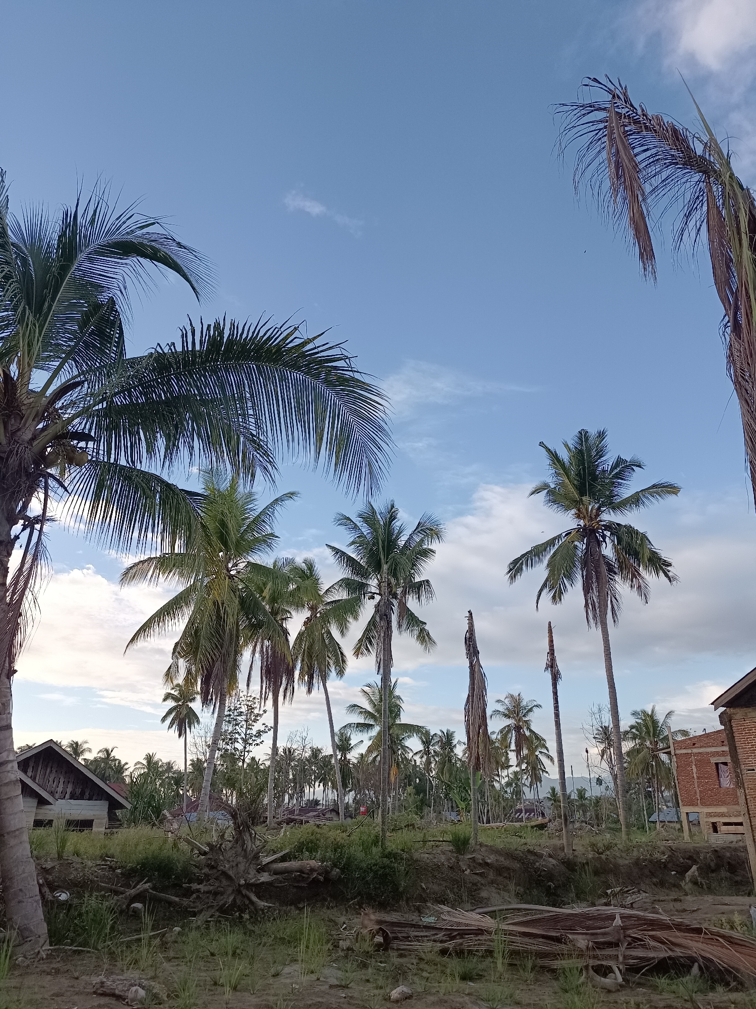 The image captures a scene in Meunasah Raya, Indonesia, characterized by a dense cluster of coconut palm trees against a partially cloudy blue sky. In the foreground, the ground is covered with dry palm fronds and scattered debris, including logs and a prominent, exposed tree root system. To the left, a dilapidated wooden structure with a slanted roof stands partially obscured by a large palm tree trunk. Further back, a two-story brick building, appearing unfinished or damaged, is visible on the right side of the frame. The middle ground is filled with numerous coconut palm trees, some appearing healthy and green, while others are bare or show signs of decay, with dried fronds. In the distance, more palm trees and scattered, low-lying structures are discernible, and a mountain range is faintly visible on the horizon. The overall impression is one of a rural or semi-rural environment, possibly recovering from a storm or experiencing neglect, with the natural landscape dominated by coconut palms.