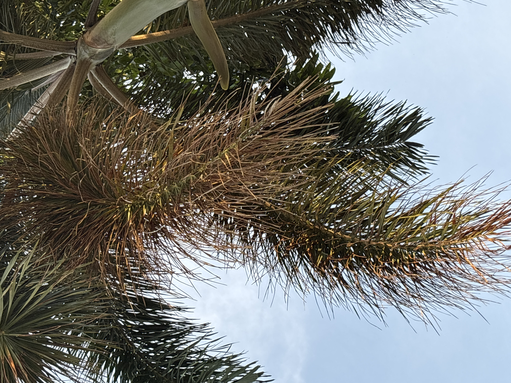 A close-up, upward-facing shot of palm tree fronds against a clear blue sky. The fronds are a mix of vibrant green and dried, brown, wispy strands. The trunk of the palm tree is visible on the right side of the frame, showing its segmented, light green surface. The lighting suggests it is daytime, with the sun casting a warm glow on the fronds. The image appears to be taken outdoors in a tropical or sub-tropical location.