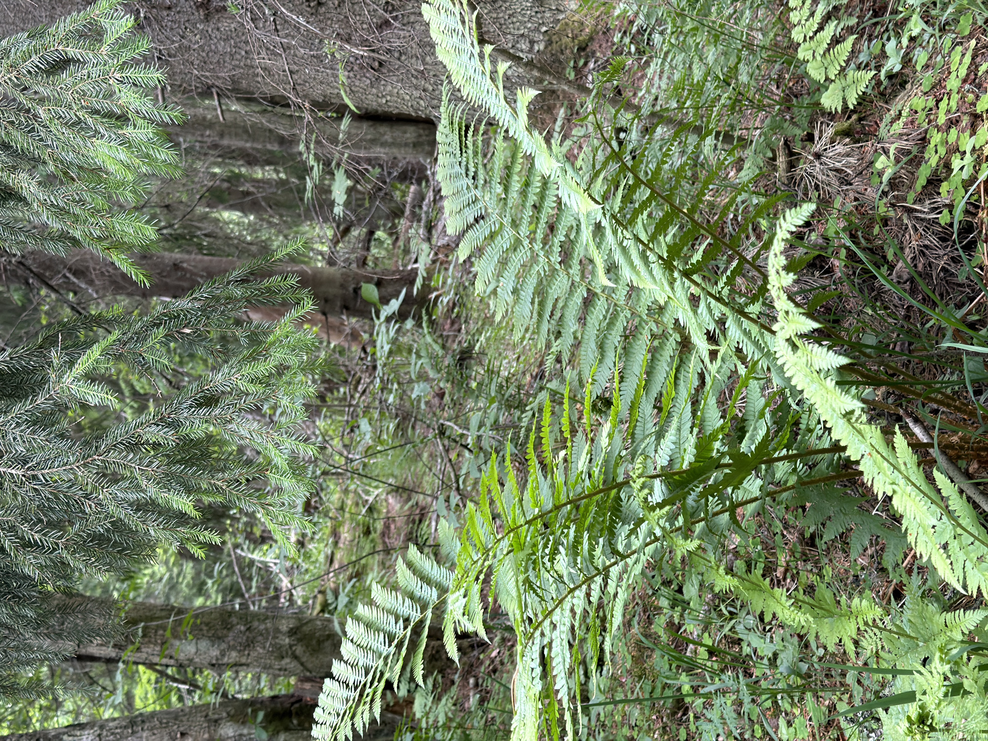 The image depicts a dense forest scene, possibly in Kuznechnoye, Russia. Dominating the foreground are several large, vibrant green ferns with intricately patterned fronds. Behind the ferns, the trunks of mature coniferous trees, likely spruce or fir, are visible. Their bark is rough and textured, and their branches, laden with needles, hang down, creating a shaded canopy. The forest floor is covered in a mix of smaller green plants, dried leaves, and pine needles. The overall impression is one of a lush, untamed natural environment, likely a woodland area. There are no people or animals present in the image.