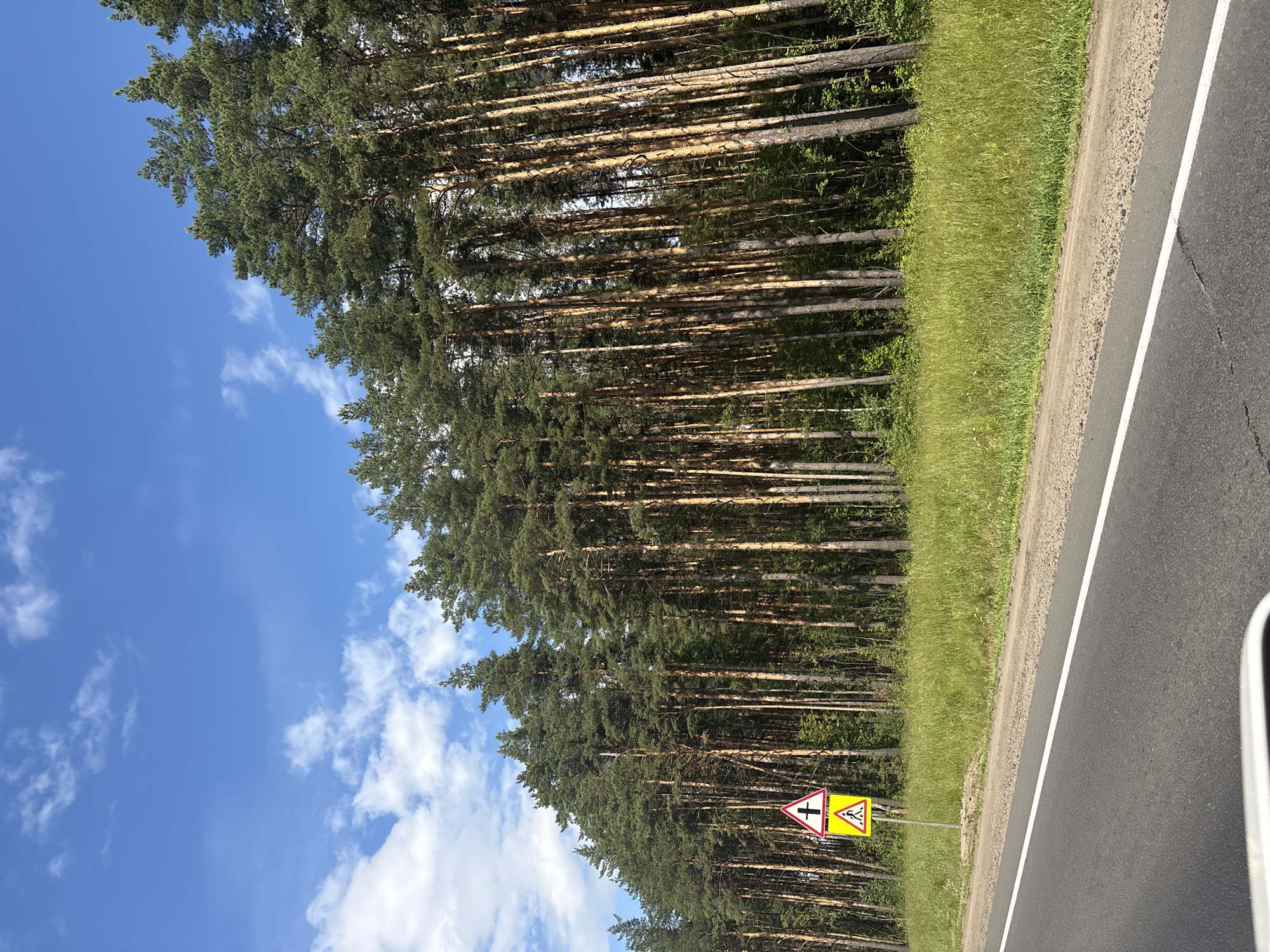 This image depicts a roadside scene in Ievlevo, Russia. A dense pine forest lines the right side of a paved road, with a strip of green grass separating the trees from the road. The road itself is asphalt with a white line marking the lane. In the foreground, two yellow triangular road signs are visible. The first sign, on the left, shows a white cross, indicating an intersection or crossing. The second sign, to its right, depicts a pedestrian crossing with a warning symbol. The sky above is blue with scattered white clouds, suggesting fair weather and daytime. The sun appears to be casting long shadows through the trees, indicating it might be late afternoon. The scene conveys a sense of a quiet, rural drive through a wooded area.