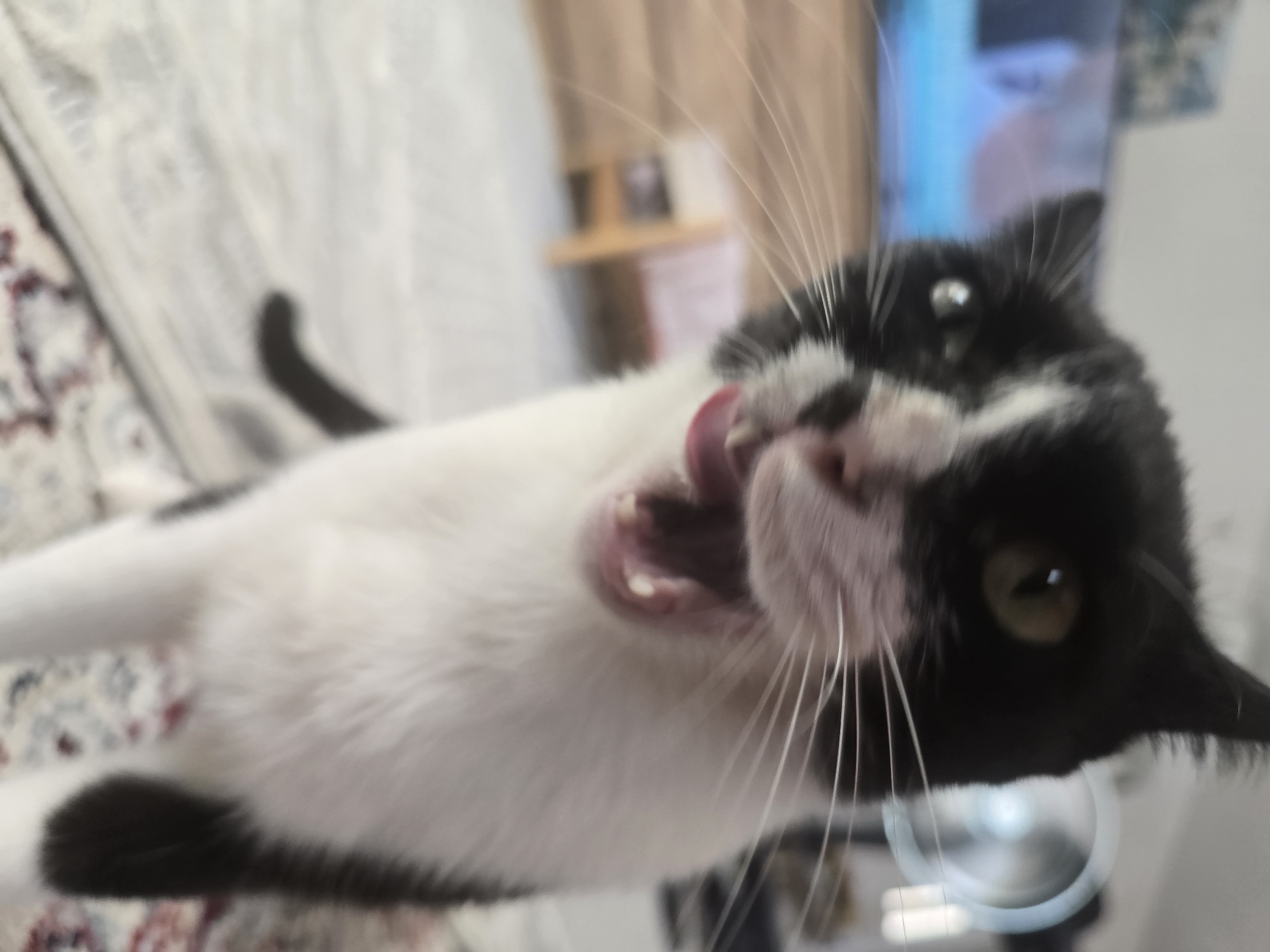 A black and white cat is captured in a close-up, low-angle shot, its mouth open and tongue sticking out. The cat's fur is primarily white with black markings on its head and back. Its eyes are light green and its whiskers are prominent. The background is blurred, showing a domestic environment with what appears to be a television screen in the upper left corner and furniture behind the cat. The scene is indoors, likely a living room or similar space, and there is no indication of the city of Podgorica, Montenegro.
