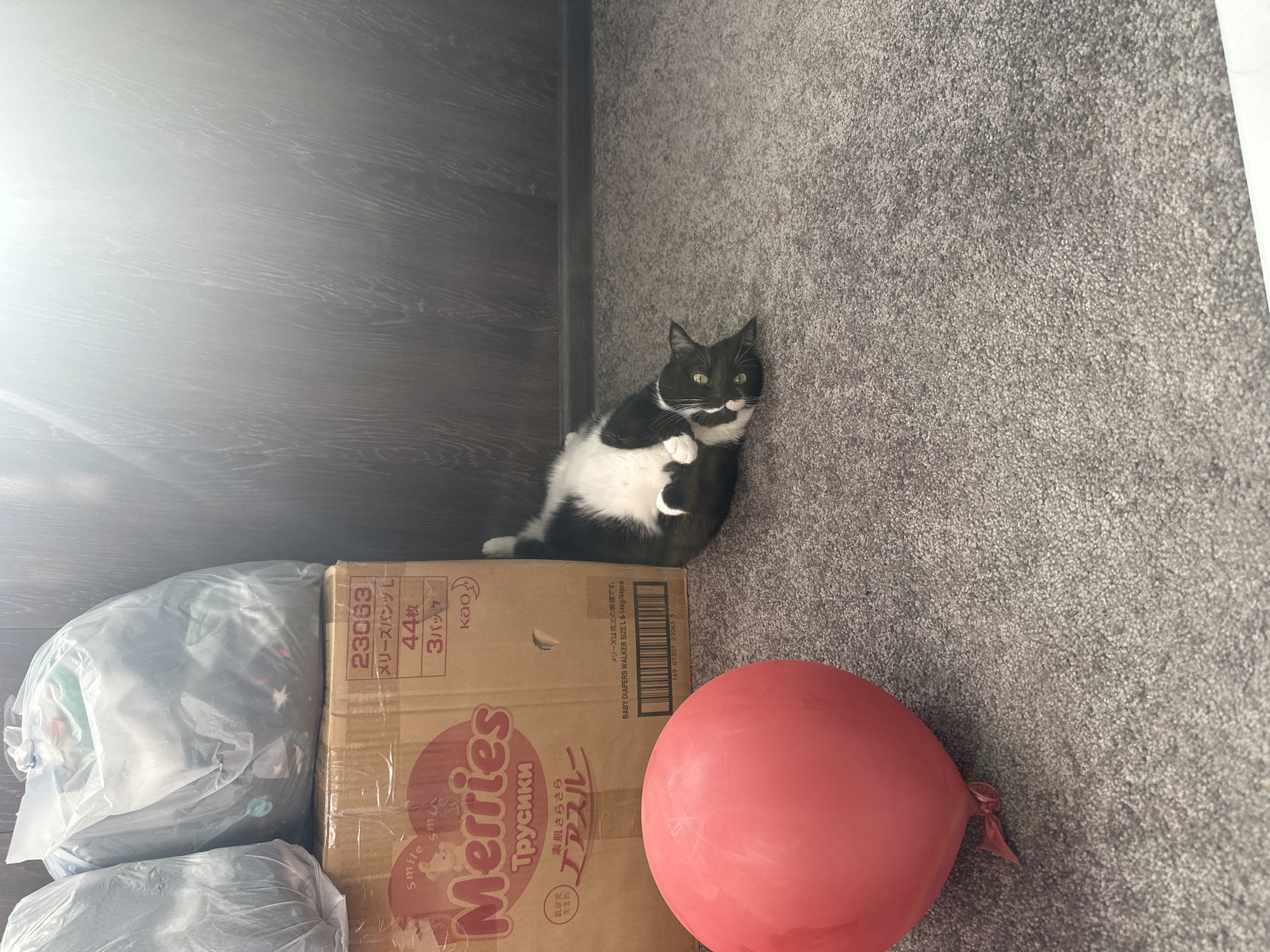 A black and white cat is lying on its back on a grey carpet in an indoor setting. The cat has green eyes and is looking towards the camera. To the left of the cat is a large, pink balloon. Behind the cat is a cardboard box with Japanese writing and branding that reads "Merries" and "Tcusiki". Two large, clear plastic bags filled with items are stacked on top of the cardboard box. The background consists of a dark wood-paneled wall. The overall scene suggests a domestic environment. This location is not specified in Sayanogorsk, Russia.