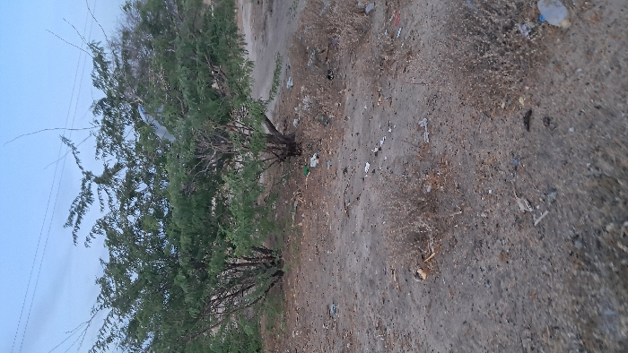Two trees with green foliage sit on a dirt patch littered with trash. The ground is dry and dusty, with scattered debris. A pale blue sky is visible in the background. Overhead power lines extend across the top left. The scene suggests a neglected roadside or barren land area with environmental pollution.