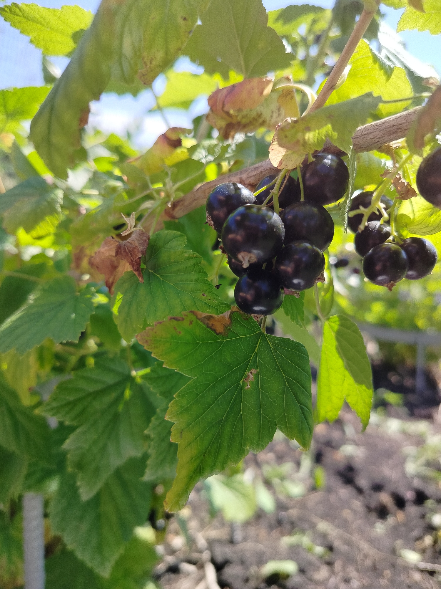 A close-up shot focuses on a cluster of ripe black currants hanging from a branch of a bush. The berries are a deep, glossy black, with some lighter red hues visible where the light hits them. They are attached to thin, wiry stems, forming small bunches. The leaves of the currant bush are a vibrant green, some with slightly serrated edges. A few leaves show signs of browning or slight damage, suggesting natural aging or environmental exposure.

The background is softly blurred, with the bright blue sky visible through gaps in the foliage. The ground below appears to be dark soil, possibly with some scattered dry leaves or debris. A thin, light-colored vertical element, possibly part of a fence or support, is visible on the far left of the frame. The overall lighting suggests a sunny day. The scene is set in an outdoor garden environment, consistent with the location of Вазерки, Russia, where such fruit-bearing bushes are commonly found. No people or animals are present in the image.