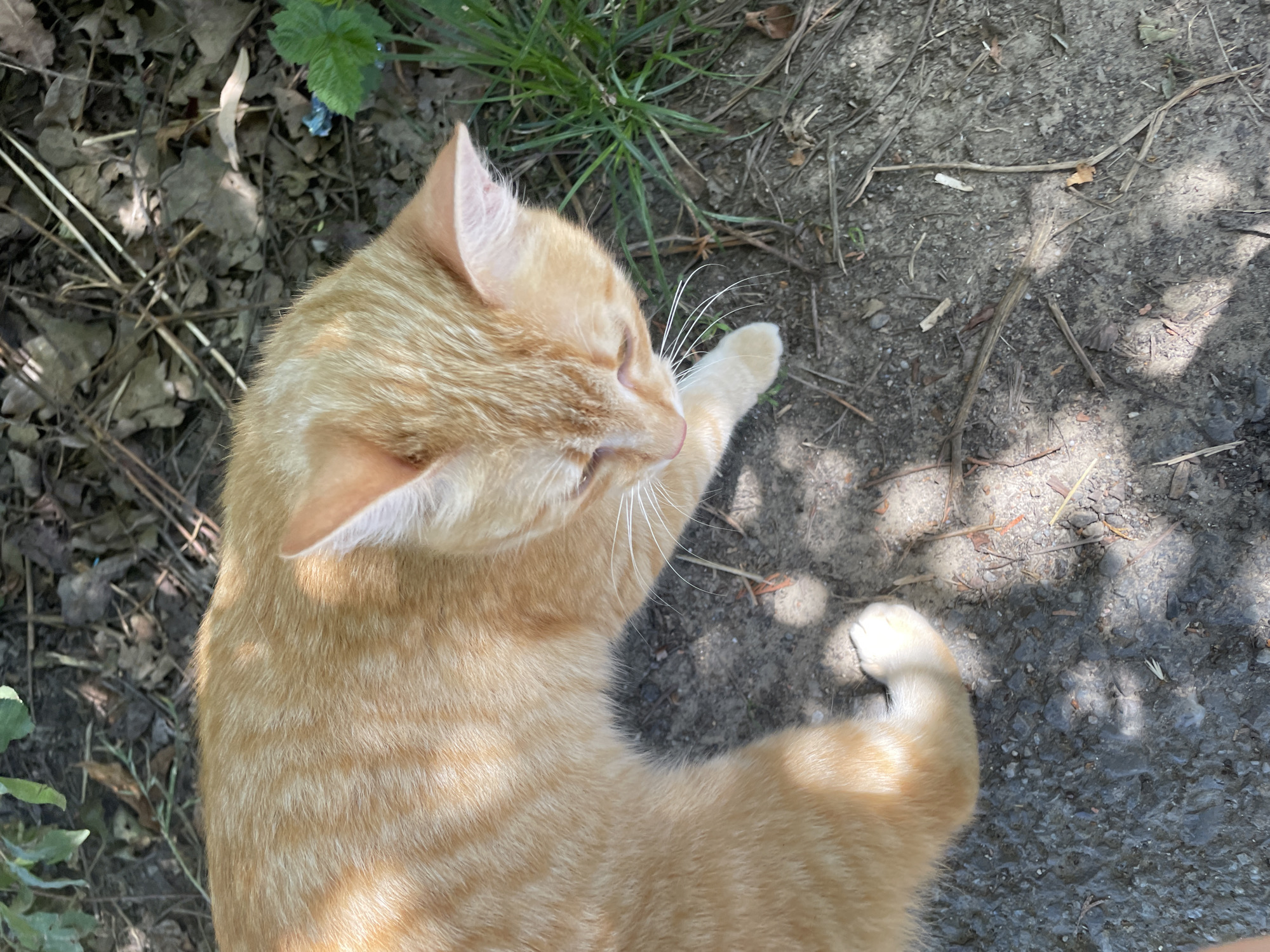 An orange tabby cat is lying on a patch of asphalt and dirt, with dried leaves and twigs scattered around it. The cat is viewed from directly above, with its head tilted down to the right. Its fur has distinct dark orange stripes. In the background, there is green grass and more scattered leaves. The scene appears to be outdoors, possibly in a yard or a natural area within the city of Bârnova, Romania. The lighting suggests it is daytime, with dappled sunlight filtering through unseen foliage.