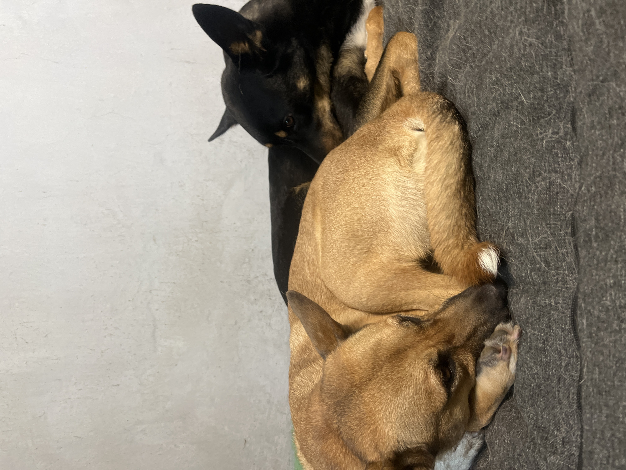 Two dogs are sleeping on a dark gray blanket against a textured light gray wall. The dog in the foreground is light brown and curled up with its head resting on its paws. The dog behind it is black and tan, also curled up, with its head near the other dog. The scene is indoors, in a dimly lit room. The image does not provide any information or context that would allow for the identification of its location in Nizhny Tagil, Russia.