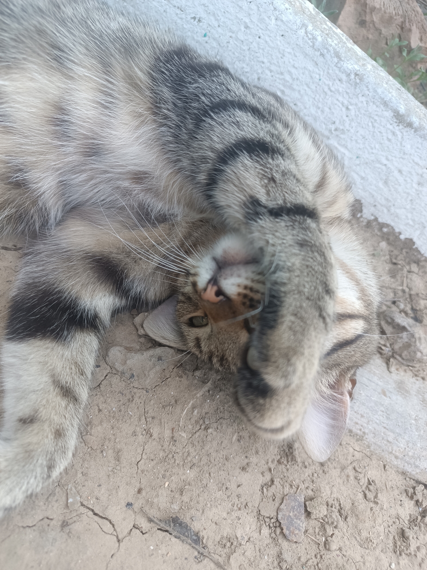 In Vypasne, Ukraine, a tabby cat lies on its back on cracked dry dirt next to a light-colored concrete surface. The cat is covering its eyes with its right paw, with its whiskers visible. Its tail exhibits black stripes against a lighter base. The environment appears to be outdoors, with some blurred green foliage in the background.