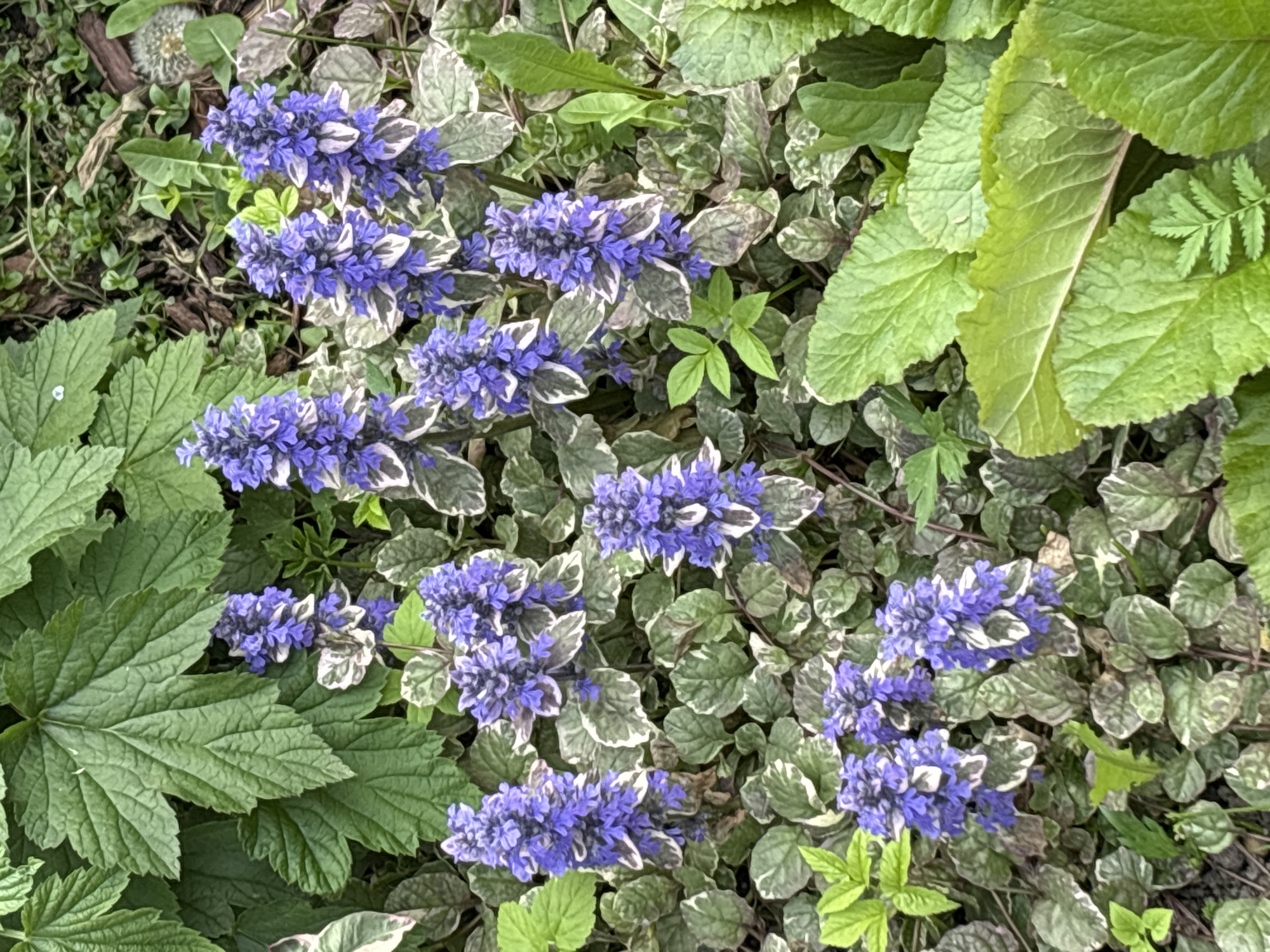 The image captures a close-up, high-angle view of a vibrant ground cover in a garden, located in Saint Petersburg, Russia according to the provided context. The main subjects are numerous clusters of small, deep purple-blue flowers, indicative of Ajuga reptans (Bugleweed). These flowers grow amidst a dense mat of variegated leaves, which display green centers with irregular creamy white or pale grey margins, belonging to the same plant species.
Surrounding and intermingling with the flowering bugleweed are various other green plants. In the lower left, large, textured green leaves with prominent veins and somewhat lobed or toothed edges are visible. Towards the upper right, another type of large, bright green leaf with a slightly ruffled texture and distinct venation can be seen, alongside a small, finely dissected, fern-like leaf. The background consists of shadowed ground and smaller green plants, including a single dandelion seed head visible in the upper left.
The scene depicts a lush garden bed under natural daytime lighting, suggesting fair weather. There is no specific activity taking place, and no human subjects or visible text are present. The image focuses on the intricate details and contrasting textures and colors of the plant life.