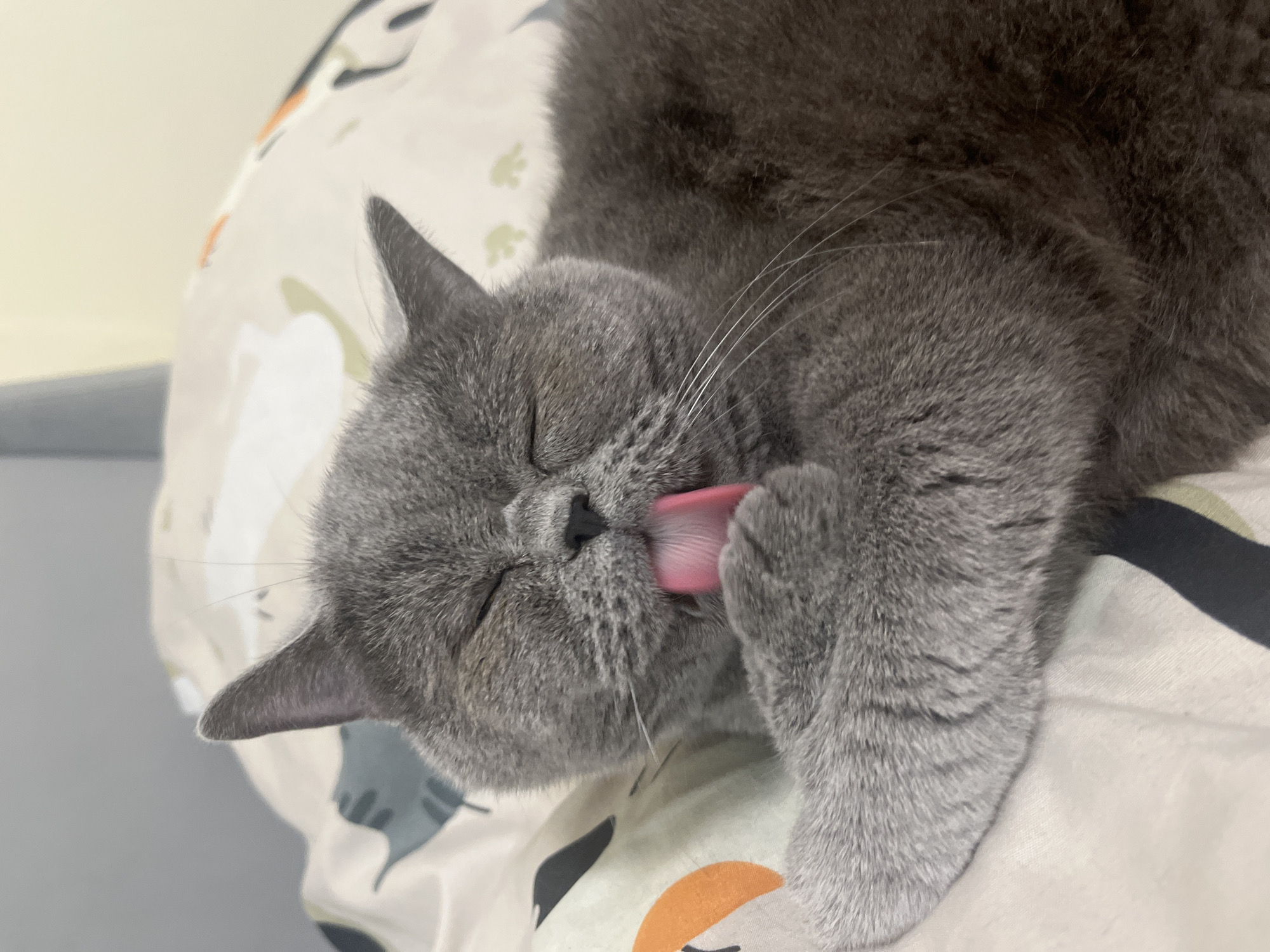 A grey British Shorthair cat is lying on a bed with a patterned duvet cover. The cat's eyes are closed and its pink tongue is out as it licks its paw. The duvet cover has a cream background with various cartoon animal illustrations. The scene is indoors, and there is no indication of the location being Saint Petersburg, Russia.