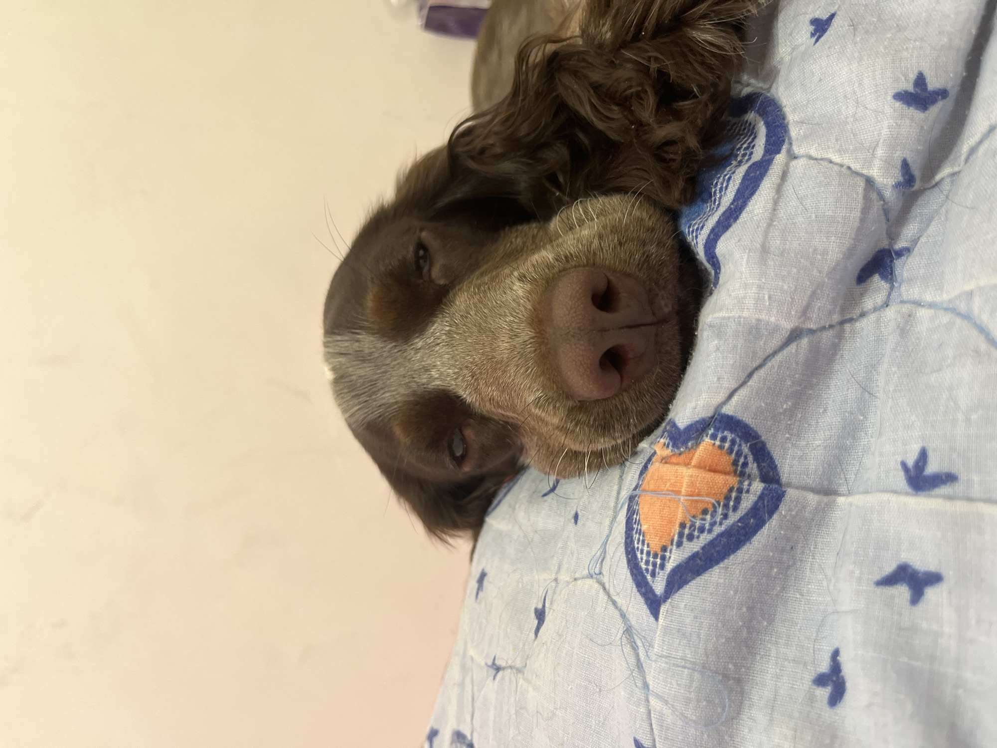 A close-up shot, oriented vertically, captures a brown and grey dog, likely a spaniel breed, resting its head on a light blue blanket. The dog's fur is predominantly dark brown, with distinctive grey and white markings around its muzzle and chin. Its eyes appear partially closed or very sleepy, conveying a sense of calm or slumber. The dog's wet, dark pink nose is prominent in the foreground.
The dog is resting on a light blue fabric blanket that features a repetitive pattern. A large, orange heart with a dark blue border is visible, along with smaller, stylized dark blue bird or arrow shapes scattered across the fabric. The blanket shows signs of use, with several loose threads and some dog hair visible on its surface. The background is a plain, light-colored wall, possibly off-white or pale pink, indicating an indoor setting. The overall mood of the image is peaceful and serene, depicting a pet at rest. The location context for this scene is Chaikovsky, Russia.