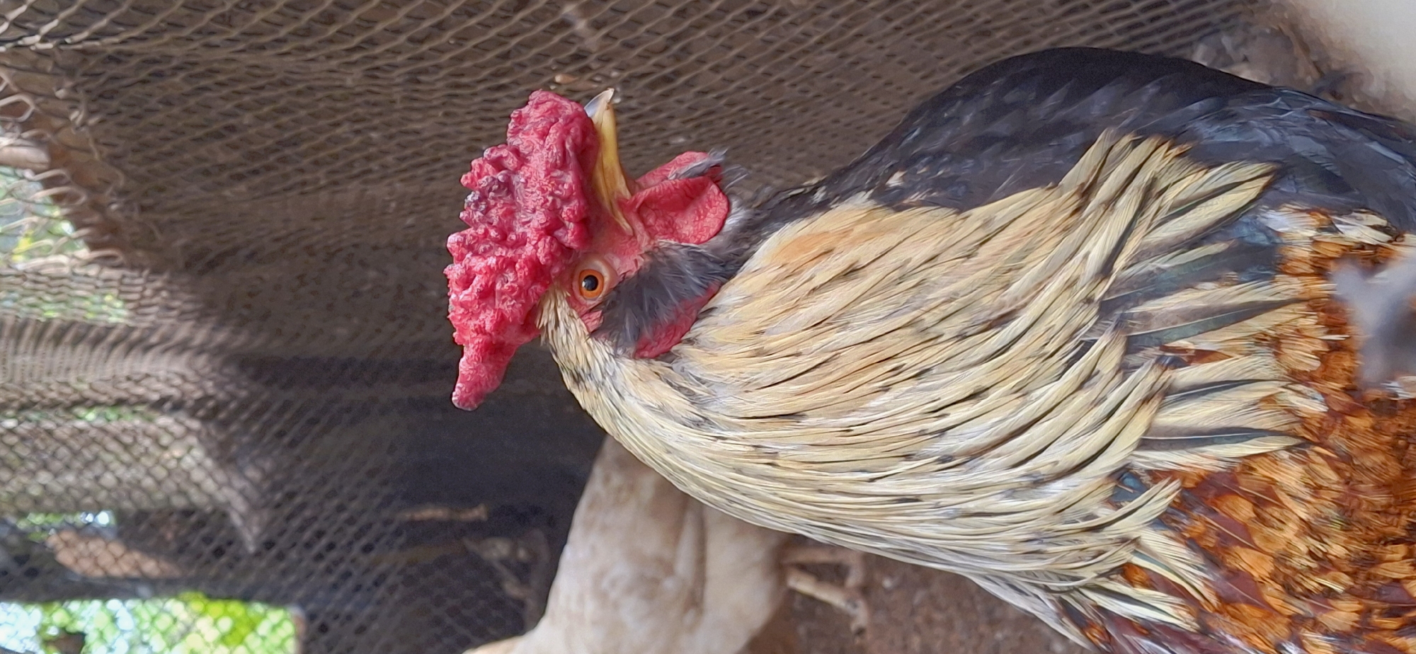 An adult rooster is depicted in a close-up, profile shot, facing slightly right, within an enclosure in the city of Vallecito, Venezuela. The rooster exhibits a prominent, textured red comb and red wattles. Its eye has an orange iris with a dark pupil, and its beak is yellowish. The hackle feathers are primarily cream and gold, transitioning to dark grey-black and reddish-brown on the upper body. A blurred, lighter-colored chicken is partially visible in the background to the left. Mesh fencing is discernible in the blurry background on both sides, with green foliage to the far left. The visible ground appears to be earthen.