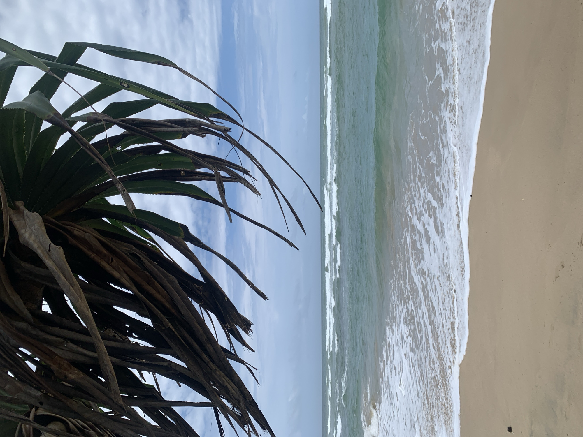 The image depicts a beach scene in Ahangama, Sri Lanka. On the left, there is a dense growth of palm leaves with some dead fronds in the foreground, obscuring the view slightly. The sky is overcast with scattered white clouds. The ocean stretches horizontally across the frame, with gentle waves reaching the sandy shore on the right. The sand is a light beige color and appears damp from the receding waves. There is no visible human activity.