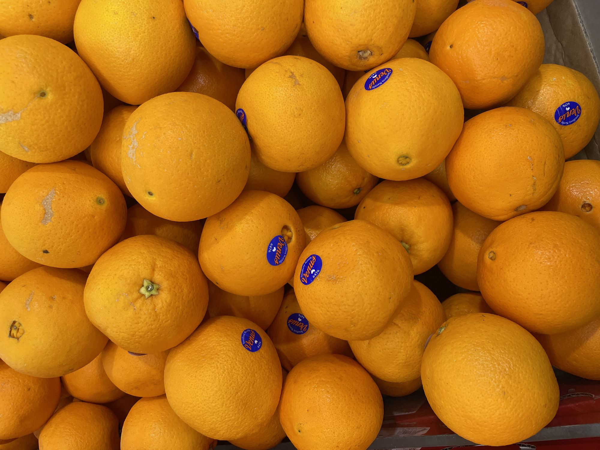 This is a close-up, overhead shot of a large pile of vibrant orange citrus fruits, likely oranges, in a retail setting. The fruits are densely packed, filling the entire frame, and their textured rinds are clearly visible. Some of the fruits have small blue stickers on them, some of which bear the brand name "Venus" and the text "Seedless Navel." The lighting suggests an indoor environment, possibly a supermarket or a fruit stand. The image is sharp and in focus, highlighting the natural beauty and abundance of the produce. There are no people or other objects present in the scene. The specific location within Pattaya City, Thailand, cannot be determined from the visual information provided.