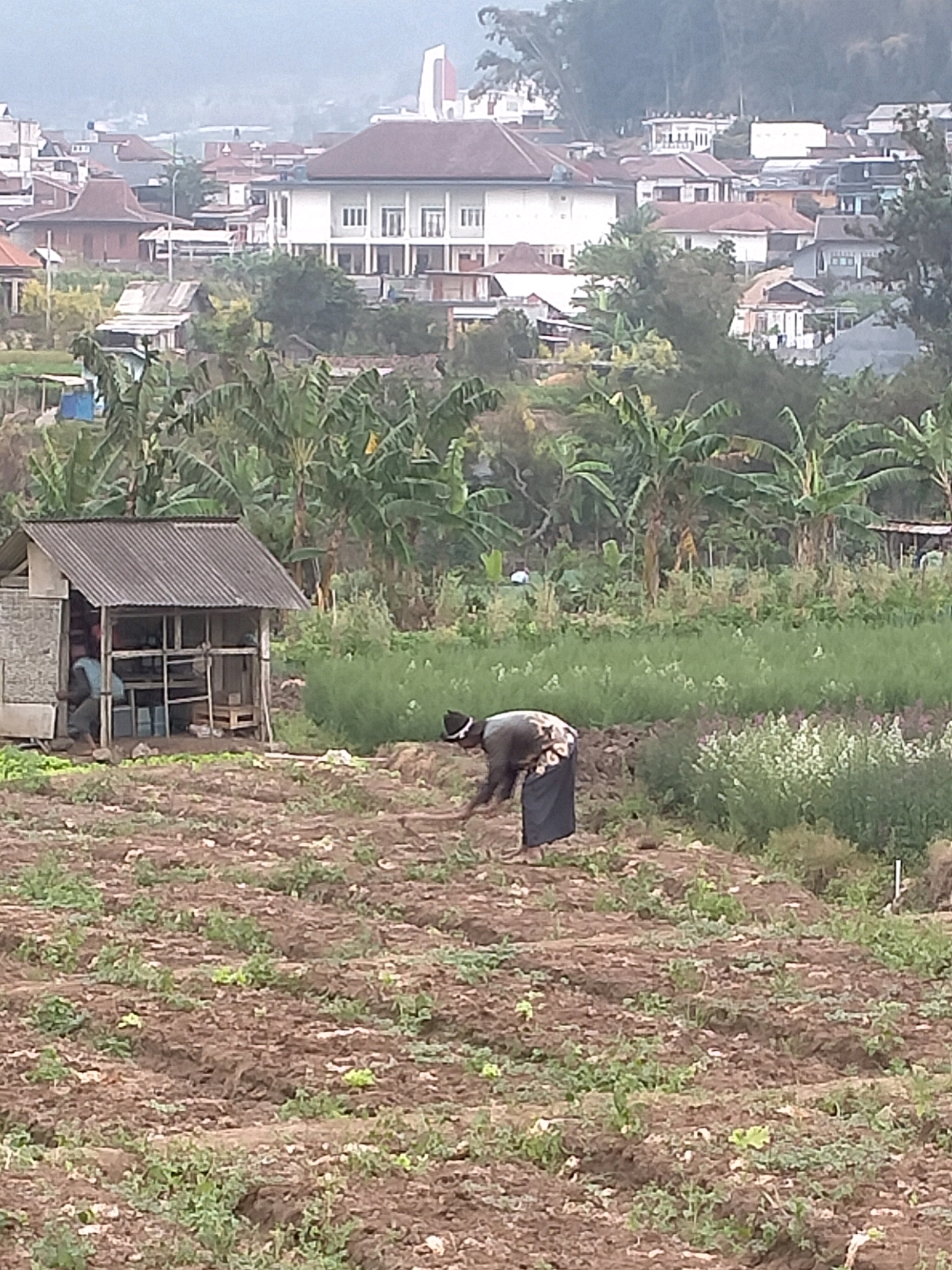 The image depicts a rural scene in Batu, Indonesia, with a person working in a field. In the foreground, a person wearing a dark top and a patterned skirt is bent over, appearing to be engaged in agricultural work, possibly weeding or planting, in a tilled field. The field shows rows of young plants and disturbed earth. To the left, a small wooden shack with a corrugated metal roof is visible, with another person or figure partially inside. In the mid-ground, there is a lush green area with what appear to be banana trees and other vegetation. In the background, a town or village is spread across a hillside, with numerous buildings featuring tiled roofs, some of which are red and brown, characteristic of Indonesian architecture. The overall atmosphere suggests an agricultural community within a developed area.