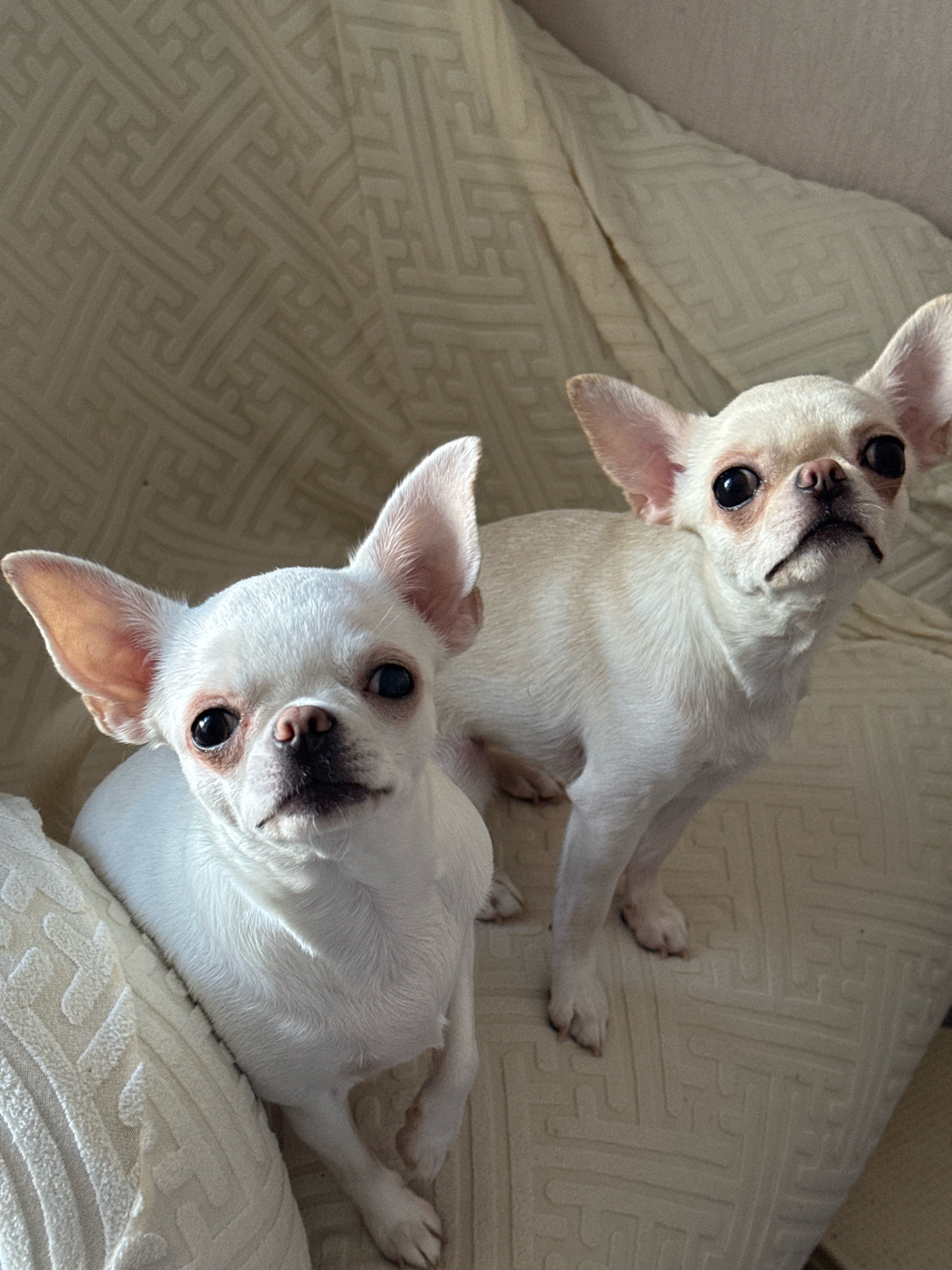 Two white Chihuahuas are positioned on a cream-colored sofa with a textured geometric pattern. The dog on the left is closer to the camera and appears to be looking directly at it. The dog on the right is slightly further back and is looking upwards and to the right. The sofa appears to be indoors, and no specific city or location in Novosibirsk, Russia, can be determined from the image.