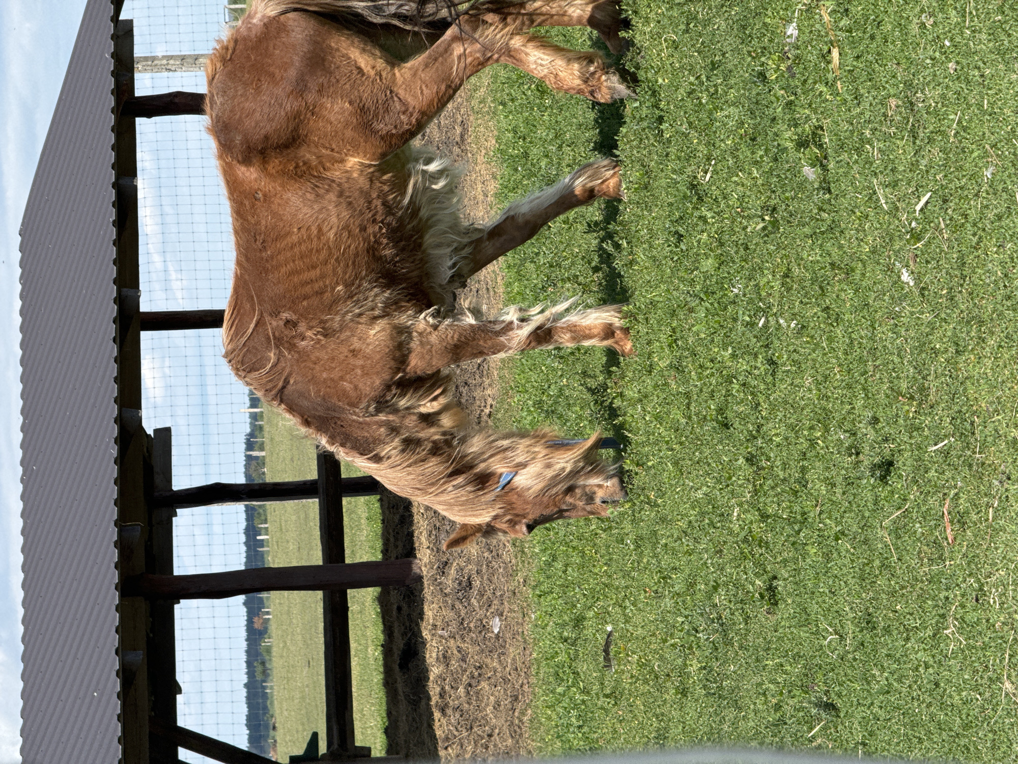 A brown horse with a shaggy mane is grazing in a grassy field. The horse is wearing a blue halter. In the background, there is a wooden structure with a dark metal roof, possibly a shelter or stable. Beyond that, a wire fence encloses a field with some trees and power poles in the distance. The sky is partly cloudy. The scene appears to be an outdoor rural setting, potentially a farm or pasture in Kostiantynivka, Ukraine.