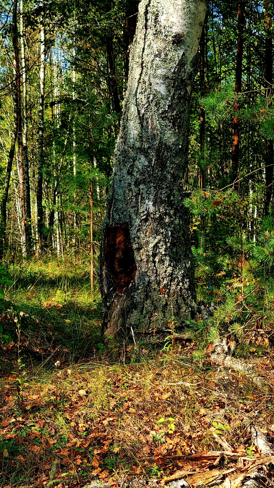 The image shows a close-up view of a large, weathered tree trunk in a forest setting. The trunk is covered in greyish-white lichen and has a dark, rough patch on its left side. The background is filled with dense green foliage of other trees and undergrowth, with sunlight filtering through, creating dappled lighting. The ground in the foreground is covered with dry leaves, grass, and some fallen twigs. The overall impression is a natural, somewhat overgrown forest environment. The provided location of Vysokoe, Russia, suggests this scene is from a natural area within or near that city. No people or animals are visible in the image.