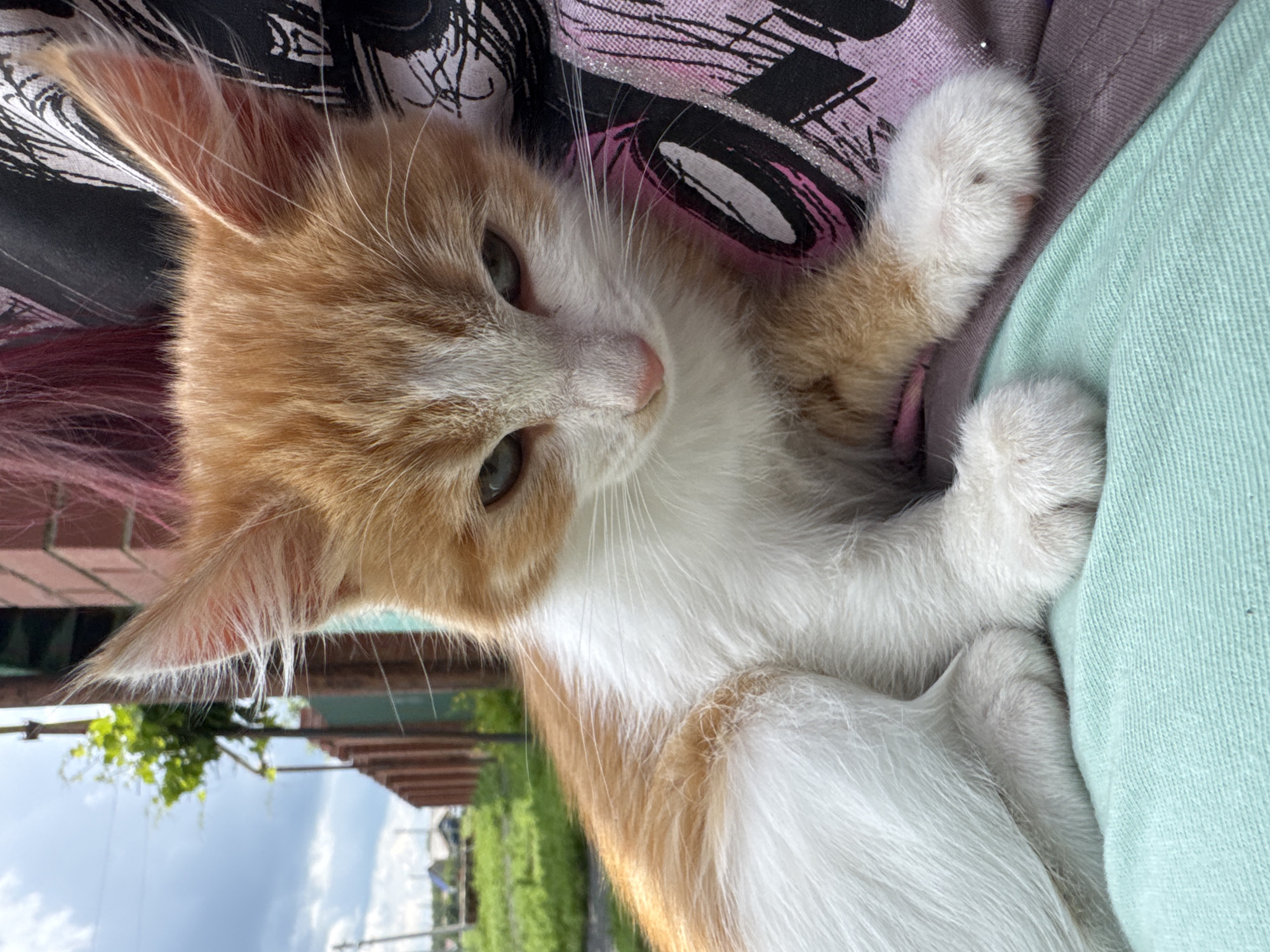 The image shows a close-up of a young ginger and white cat. The cat is sitting on a person's lap, which is covered by a light blue fabric. The cat's fur is fluffy, and its ears are pointed with visible fine hairs. Its eyes are partially closed, and it has a pink nose and white whiskers. In the background, there is a wooden fence, green foliage, and a brick building. The sky is cloudy. This scene appears to be outdoors, possibly in a rural or suburban area. The location is identified as Starokhalilovo, Russia.