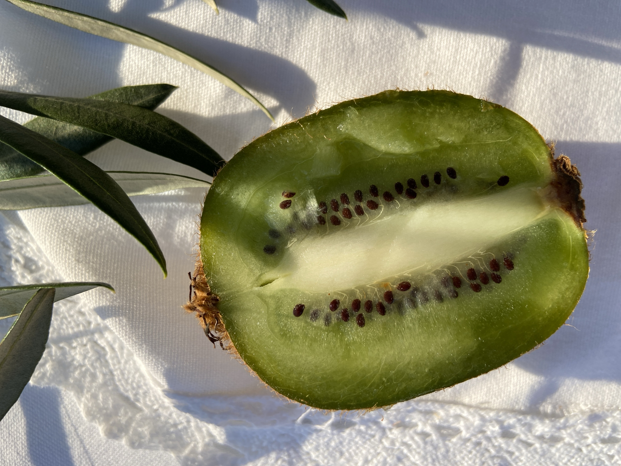 The image shows a halved kiwi fruit on a white textured surface with several green leaves. The kiwi is cut in half, revealing its pale green flesh and black seeds arranged in a circular pattern. A white core is visible in the center of the fruit. The skin of the kiwi is brown and fuzzy. The leaves are slender and appear to be from an olive tree. The scene is brightly lit, casting shadows on the surface. There are no visible people, actions, or interactions. The location is not discernable from the image.