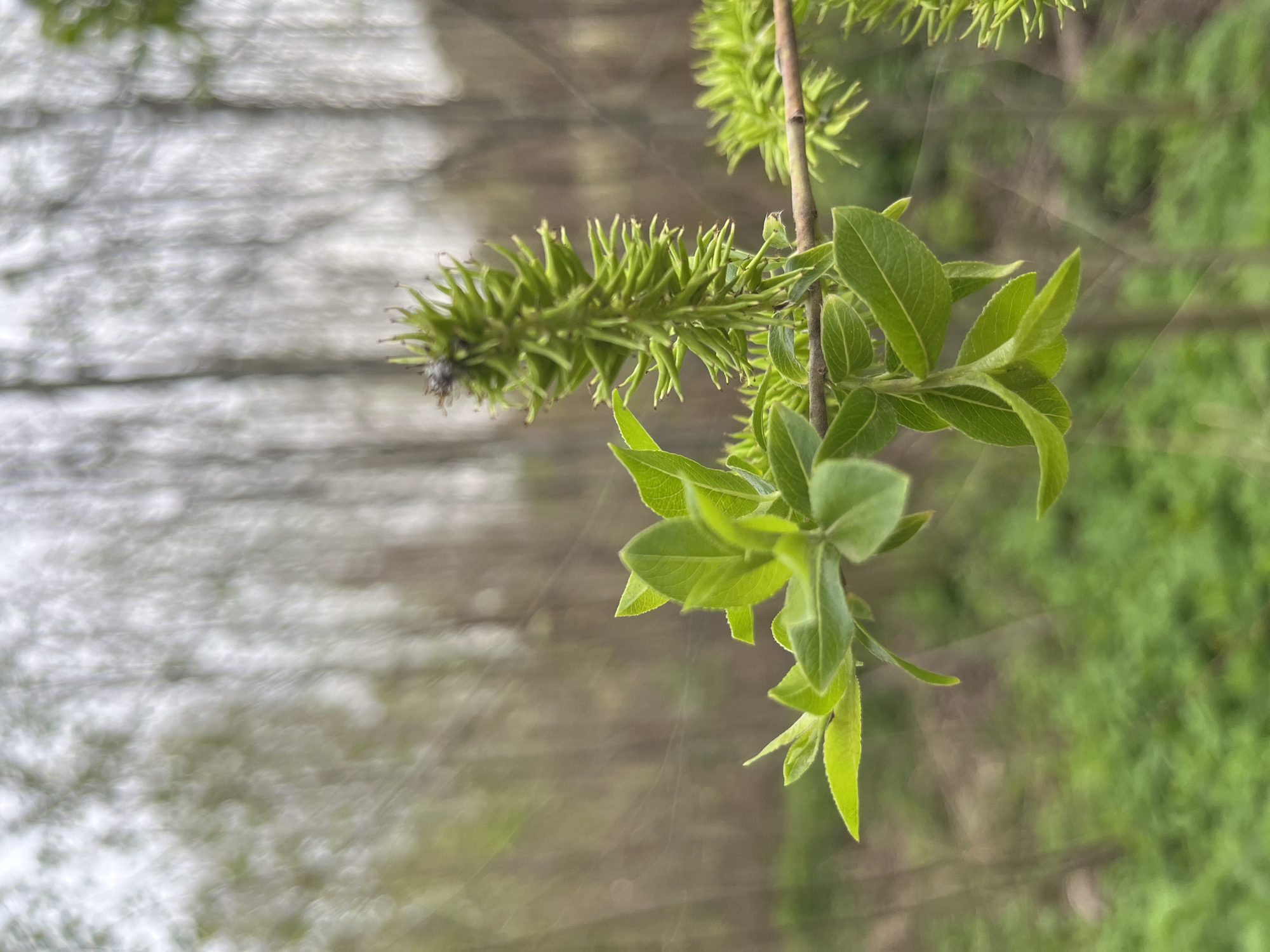 A close-up, slightly blurred image shows a branch with green leaves and budding catkins. A small insect is on the catkin. The blurred background suggests a natural outdoor setting, possibly in the city of Chaikovsky, Russia, based on the prompt. The focus is on the plant life and insect, indicating a nature scene. There are no discernible people or actions depicted. The environment appears to be outdoors with other foliage present.