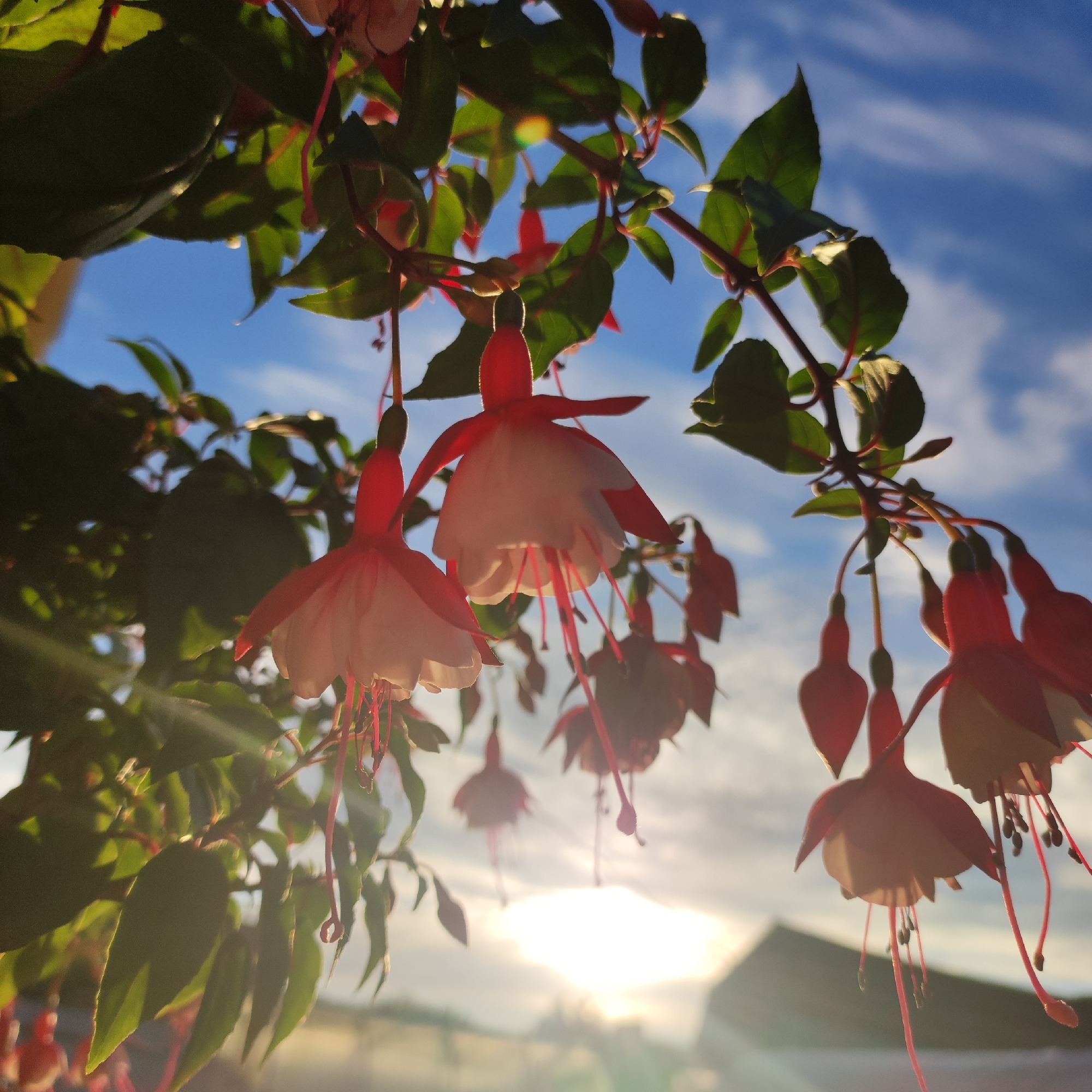 This close-up, low-angle shot features a cluster of fuchsia flowers hanging from their branches, set against a bright blue sky dotted with soft white clouds. The sun is low in the sky, casting a warm, hazy glow that creates lens flares and highlights the delicate structure of the flowers.
The fuchsia flowers themselves have a distinctive shape, with drooping outer petals of a pale pink or white, and upright inner petals of a vibrant red. Their slender, pink stamens hang down like threads. Green leaves and stems of the plant are also visible, some silhouetted against the sky and others catching the sunlight. In the background, out of focus, are the blurred shapes of buildings, suggesting an urban or suburban setting in Navoloki, Russia.
The time of day appears to be late afternoon or early evening, given the low angle of the sun and the warm light. The weather is clear and sunny, with only a few clouds. The overall mood is peaceful and serene, enhanced by the natural beauty of the flowers and the soft, ethereal lighting. There is no visible text in the image.