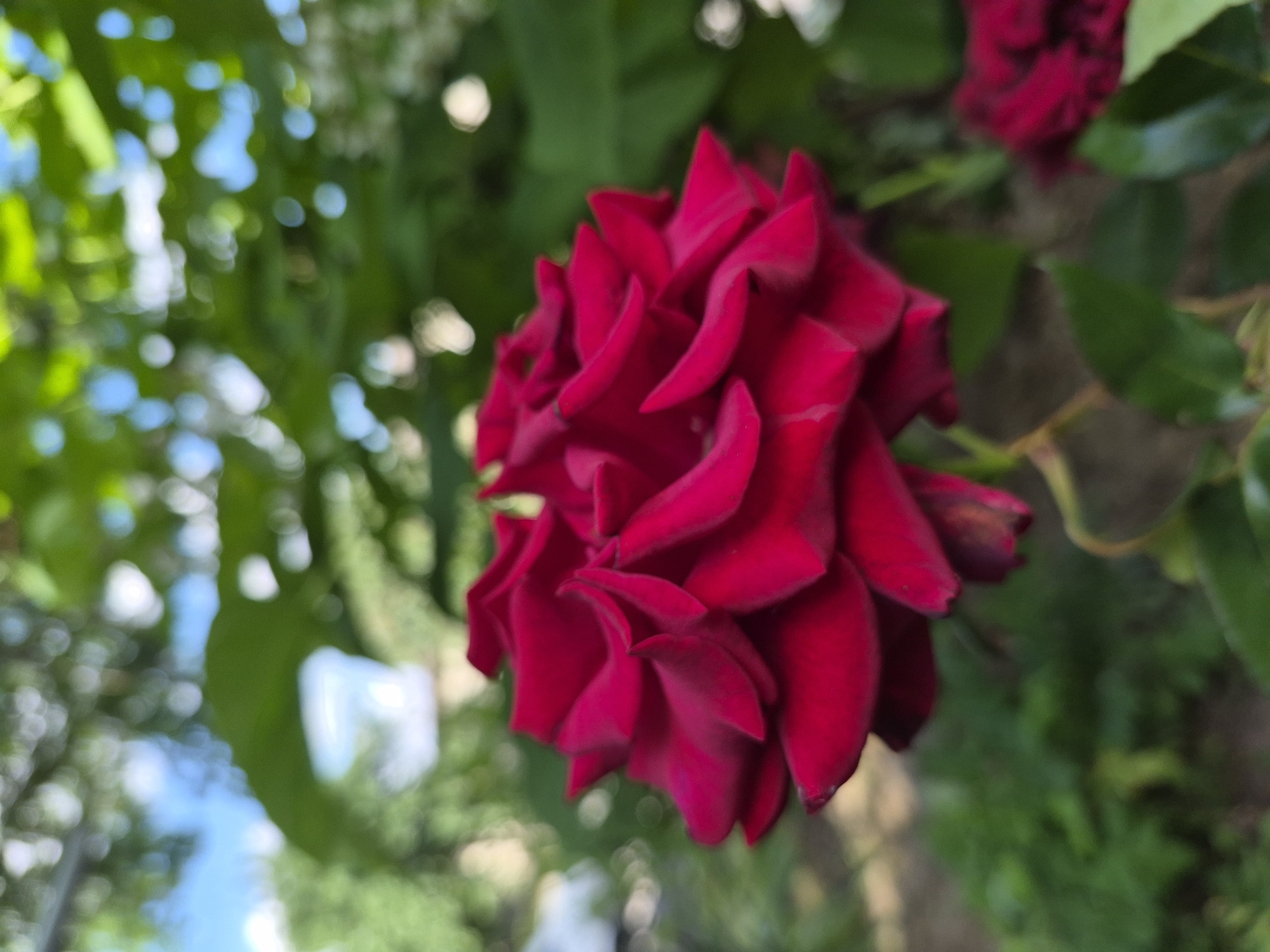 A close-up shot showcases a vibrant, deep red rose in full bloom. The rose is the primary subject, with its velvety petals unfurling in a lush display. The focus is sharp on the rose, drawing the viewer's attention to its intricate texture and rich color.
In the background, the scene is blurred, suggesting an outdoor setting. Soft, out-of-focus green foliage and dappled sunlight create a bokeh effect, hinting at a garden or natural environment. Hints of blue sky peek through the greenery, indicating it is daytime. There are also other, less distinct red roses visible in the background, suggesting a rose bush or garden.
The image appears to have been taken during daylight hours, with the lighting highlighting the texture of the rose petals. The overall mood is serene and natural, focusing on the beauty of the flower. No people, text, or specific location cues are discernible. The composition emphasizes the rose's beauty and the soft, natural ambiance of its surroundings.
