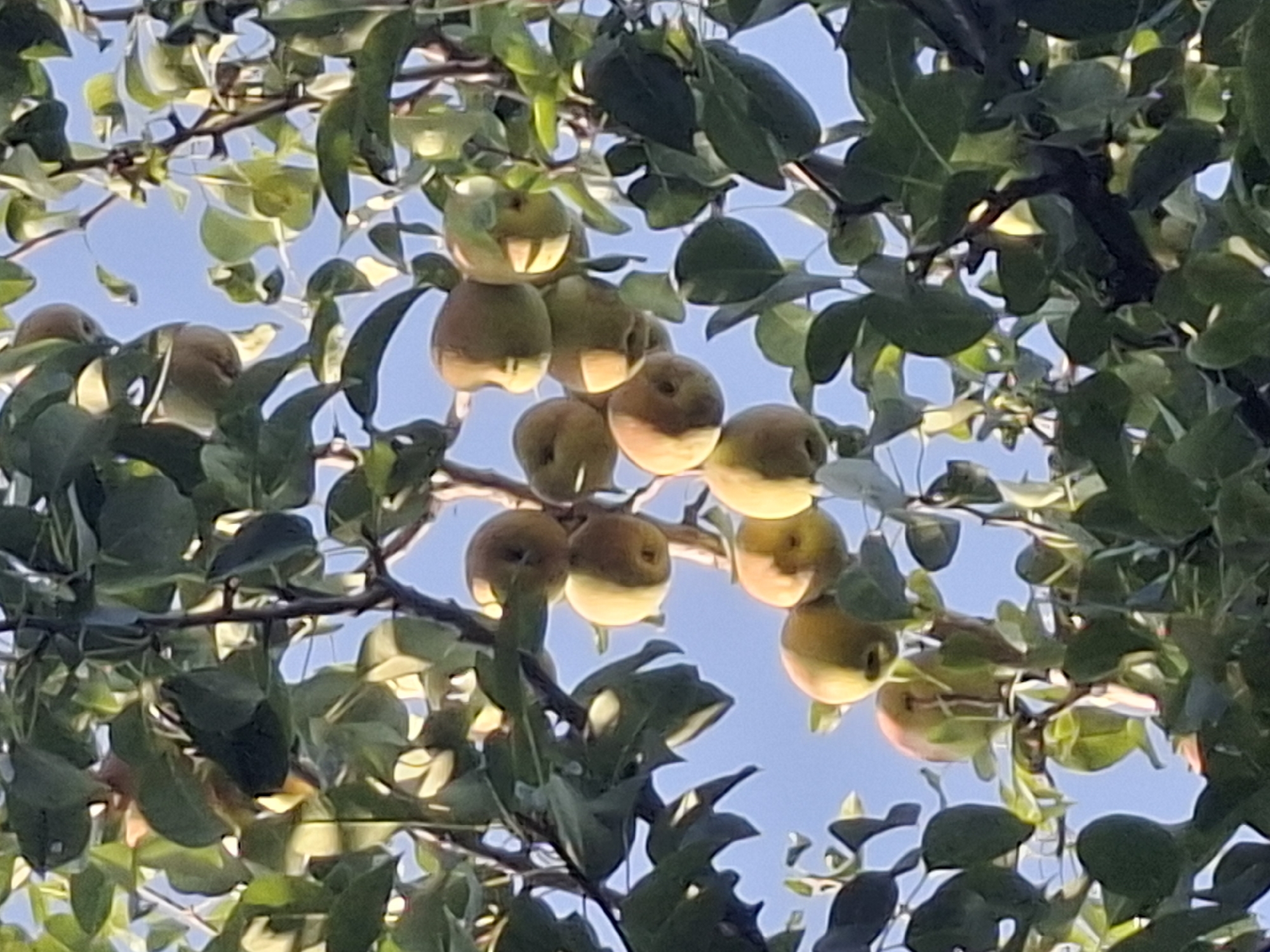 A cluster of pears hangs from a tree branch against a clear blue sky. The pears are mostly a light greenish-yellow color with some reddish blush on their surfaces. They are attached to short stems. The leaves of the tree are a vibrant green and appear healthy, some partially obscuring the fruit. The image is taken from a low angle, looking up into the tree. This scene is consistent with a fruit tree in a park or garden within Almaty, Kazakhstan, possibly during the late summer or early autumn harvest season. There are no people or animals visible in the frame.