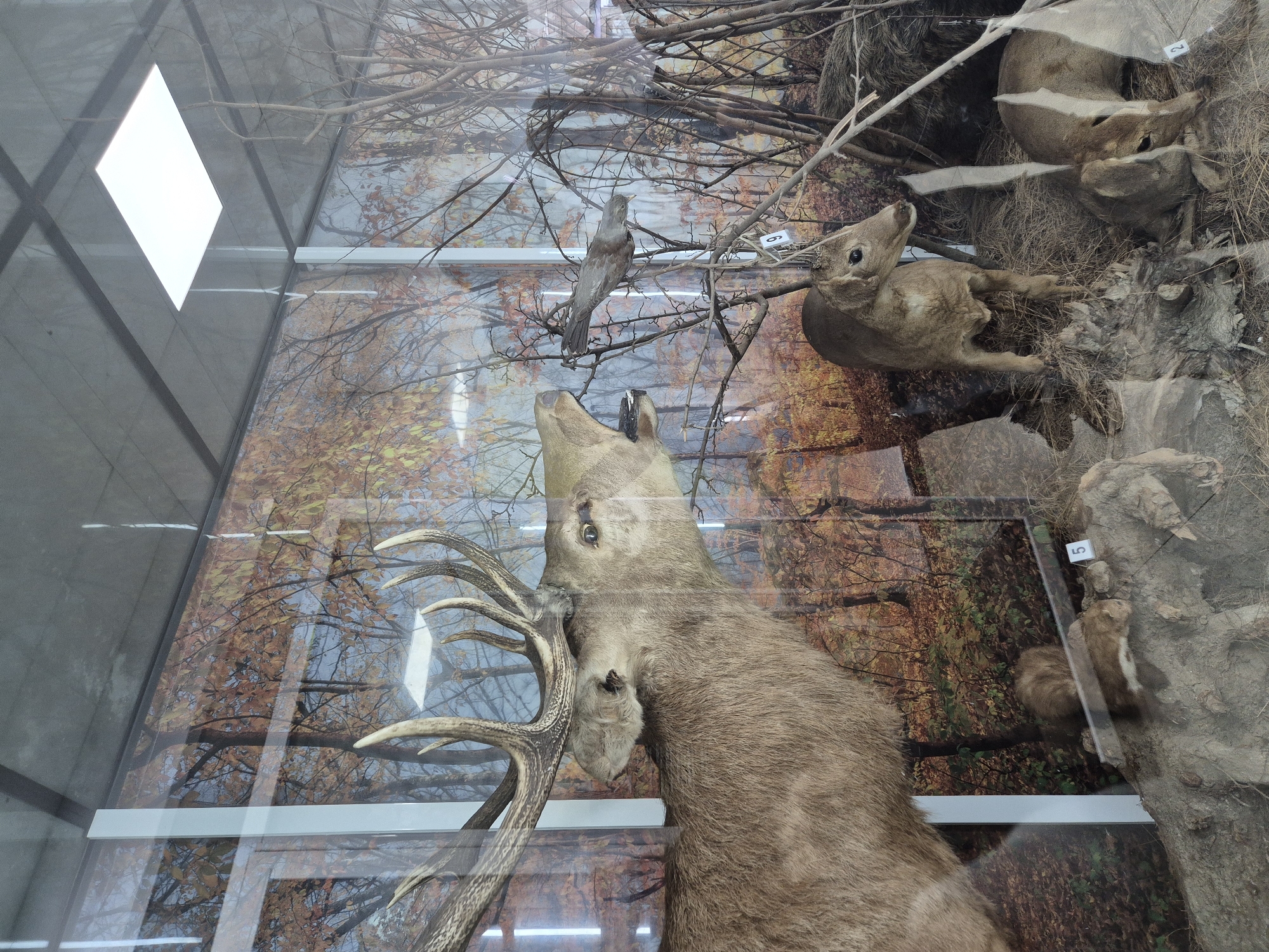 The image shows a diorama inside a glass display case. The case is positioned near a window. The diorama contains taxidermied animals. A large deer with antlers occupies the bottom portion of the display. Above the deer, there are several other smaller animals, including a bird and other deer. The background of the diorama depicts a forest scene with bare trees and foliage. It is located in Srebarna, Bulgaria.