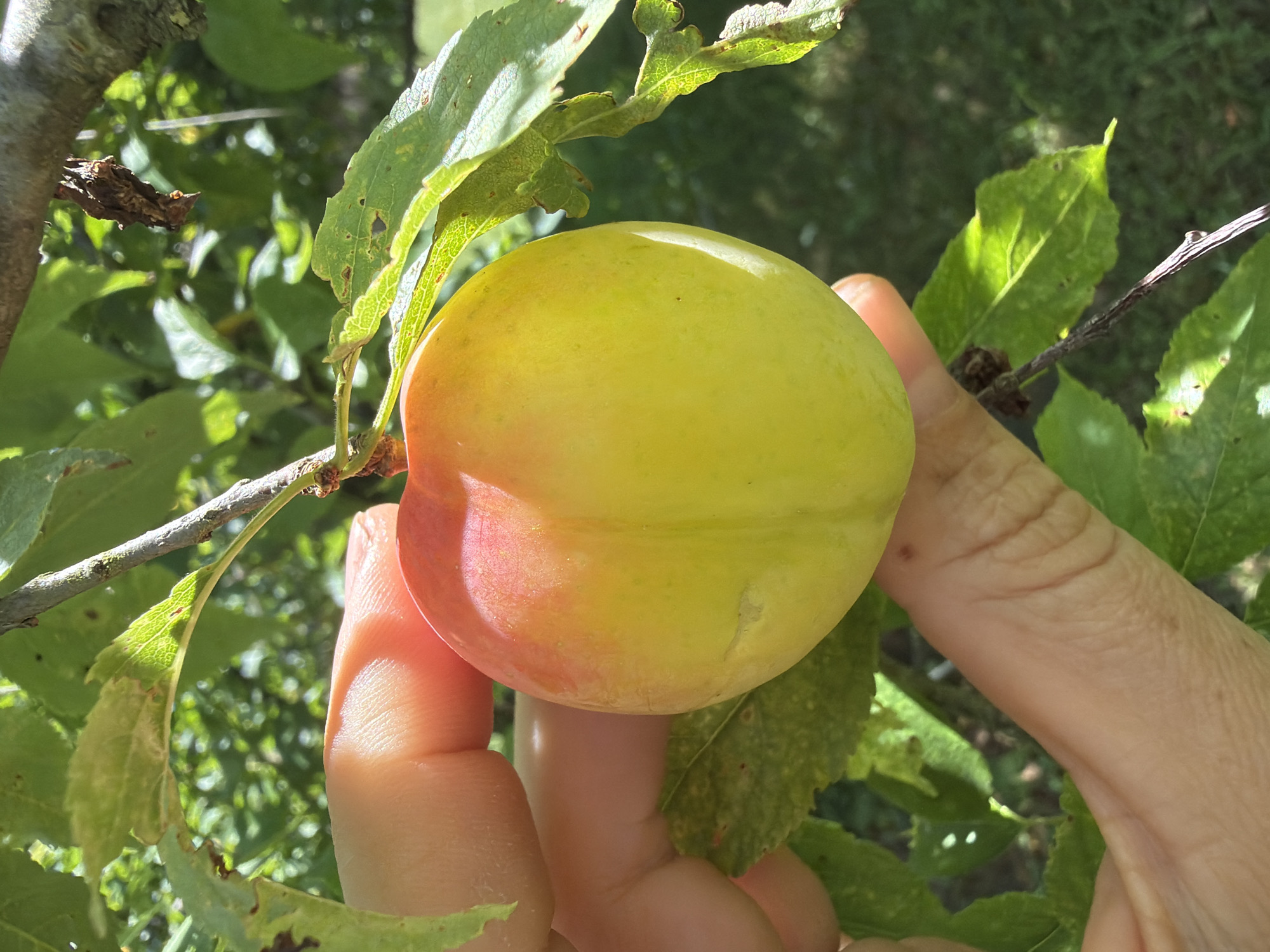 A person's hand is shown holding a ripe plum, which is mostly yellow with a blush of pink on one side. The plum is suspended from a tree branch amongst green leaves. The background is filled with more greenery, suggesting an outdoor setting in a natural environment. Sunlight is filtering through the leaves, creating highlights on the plum and dappling the scene. The overall impression is one of a warm, sunny day, likely in late summer or early autumn when fruit is ripening. The image appears to be taken in Sochi, Russia, given the provided location context. No text is visible in the image.