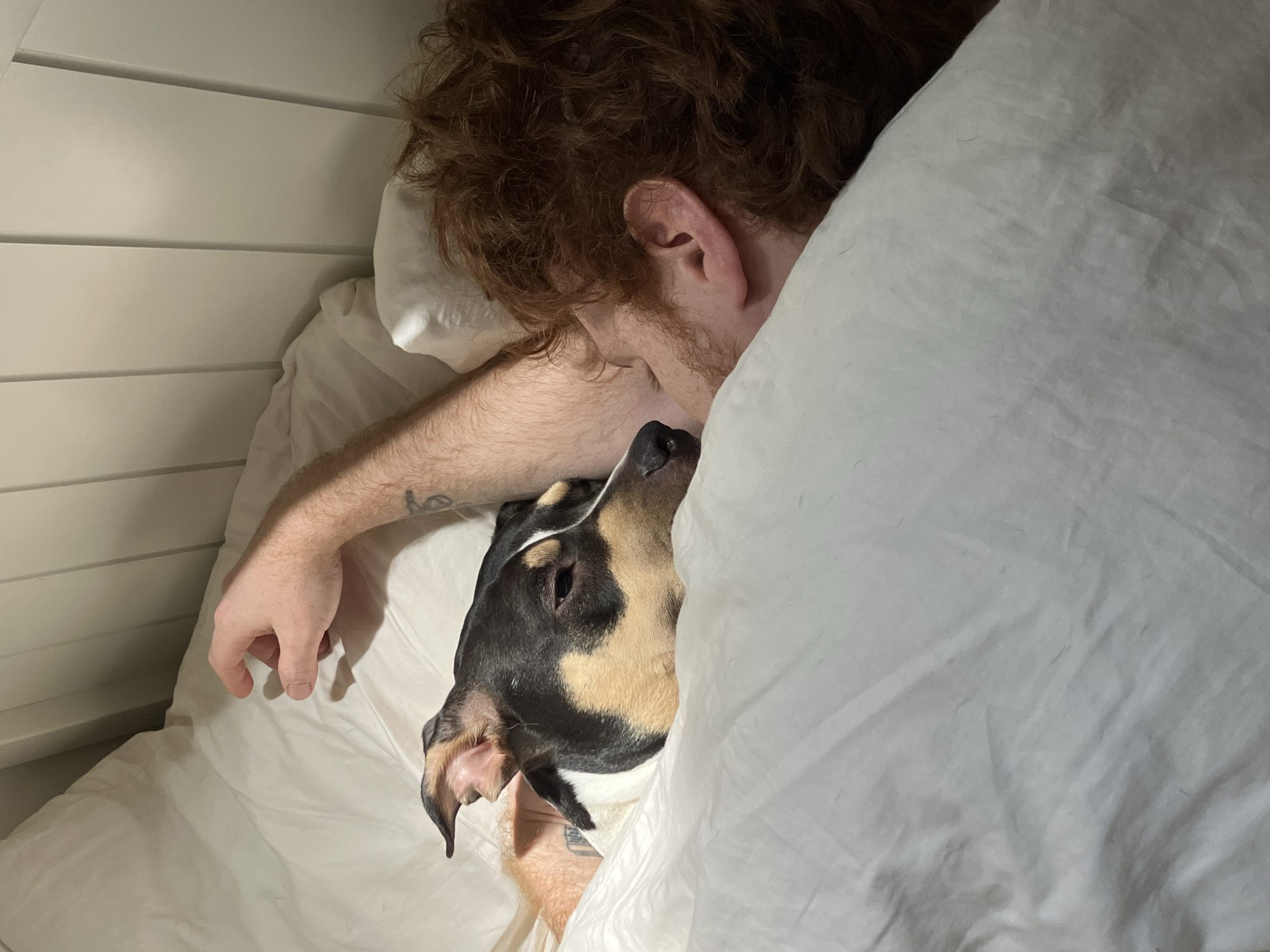 The image depicts a serene, intimate moment of a person and a dog sleeping or resting closely together in a bed.
**Subjects:** The central subjects are a person and a dog. The person is seen from the back of their head and shoulder, revealing reddish-brown, curly hair and an ear. Their arm, showing some light hair and a small, indistinct tattoo on the forearm, is visible under the white bedding. The dog, a medium-sized, short-haired breed, has a distinctive tri-color coat (black, tan, and white). Its head is snuggled against the person's neck and chest, with its eye closed, indicating deep sleep or rest.
**Scene and Setting:** The scene is set indoors, likely in a bedroom. Both subjects are nestled under plain white bedding, including a pillow and a duvet or blanket. A white paneled headboard or wall provides a simple, clean background behind the person.
**Activity or Event:** The primary activity is sleeping or comfortable resting. The close proximity of the human and dog suggests a strong bond and shared affection, creating a cozy and peaceful atmosphere.
**Notable Details:** The lighting is soft and even, characteristic of an indoor setting, possibly indicating early morning or nighttime. The clean, white bedding contributes to a calm aesthetic. A small, unidentifiable tattoo is visible on the person's forearm. There is no visible text in the image. While the location context is Tel-Aviv, Israel, no specific visual cues within the image confirm this geographical location. The overall mood is one of tranquility and companionship.