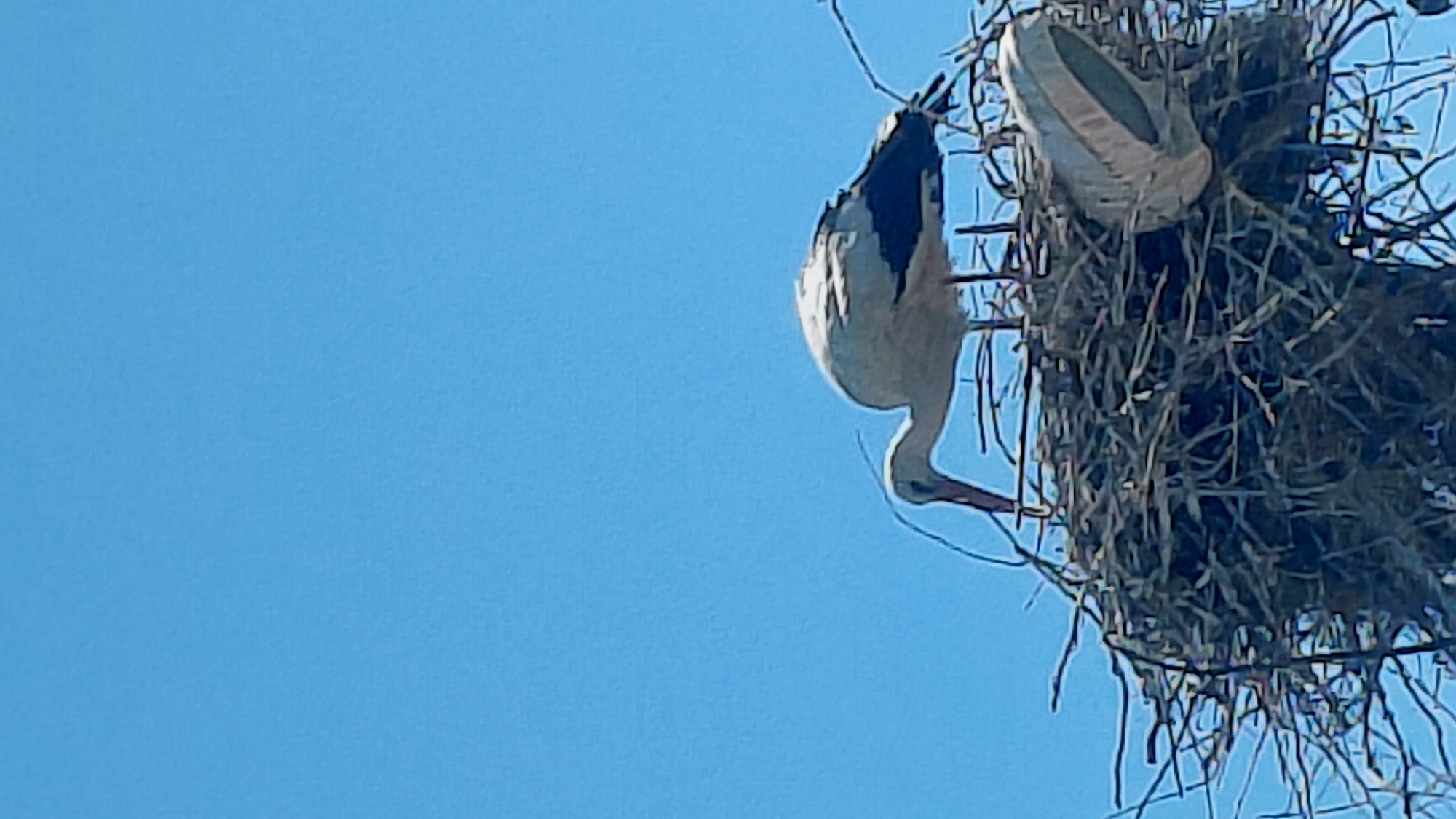 A low-angle shot shows a white stork with black markings on its back, positioned upside down with its head and beak pointed downward. The stork is on the left side of the frame, extending from the upper right towards the center-left, and appears to be within or reaching towards a large bird nest constructed of branches and twigs. The nest is located on the upper right side of the frame. The background is a clear, bright blue sky. The location is not specified.