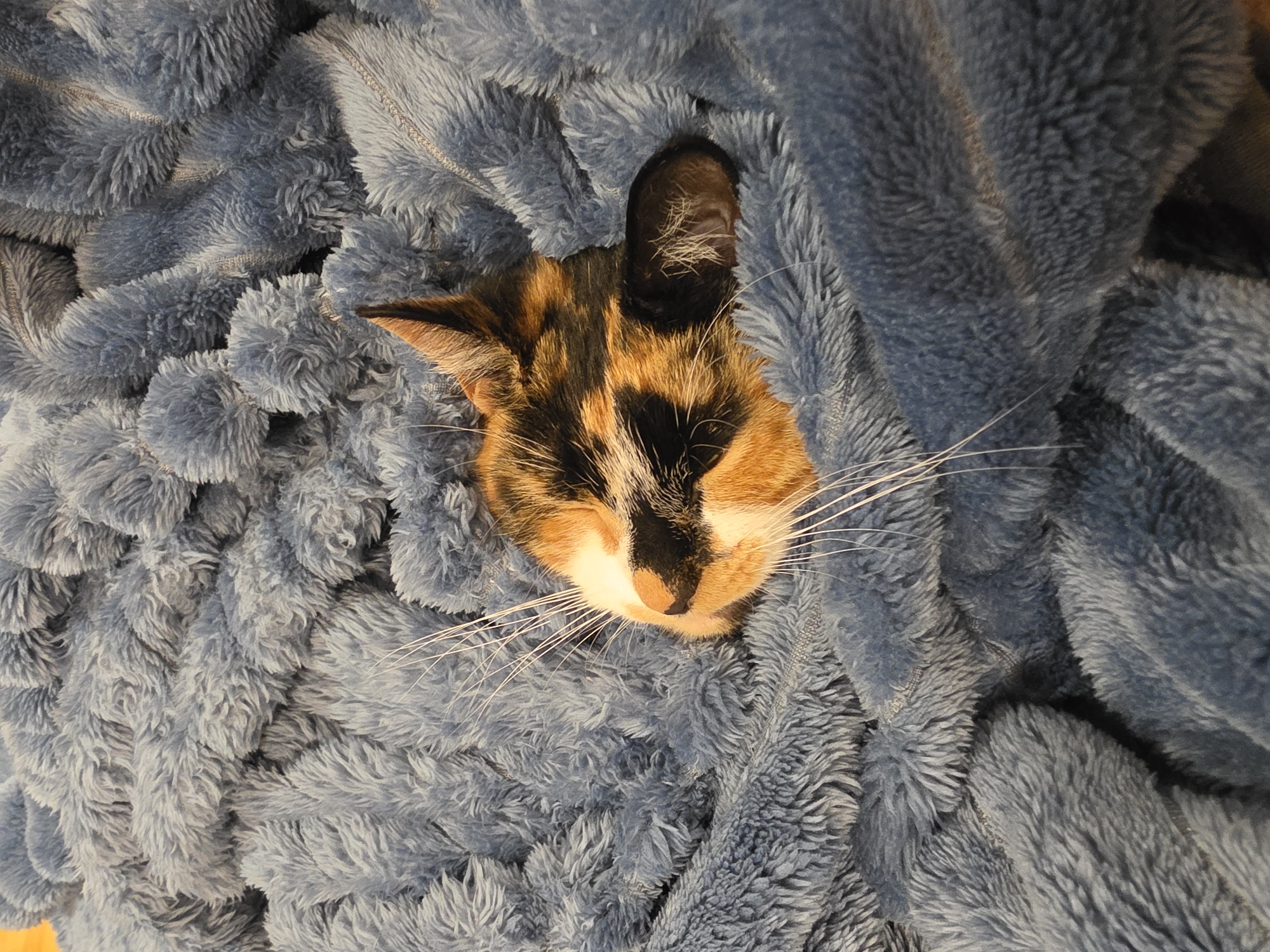 A calico cat lies nestled within a light blue fluffy blanket. Only its head and one ear are visible. The cat has a white patch on its nose and mouth area. The blanket appears to be made of a soft, plush material. The location in Birmingham, United Kingdom is unknown.