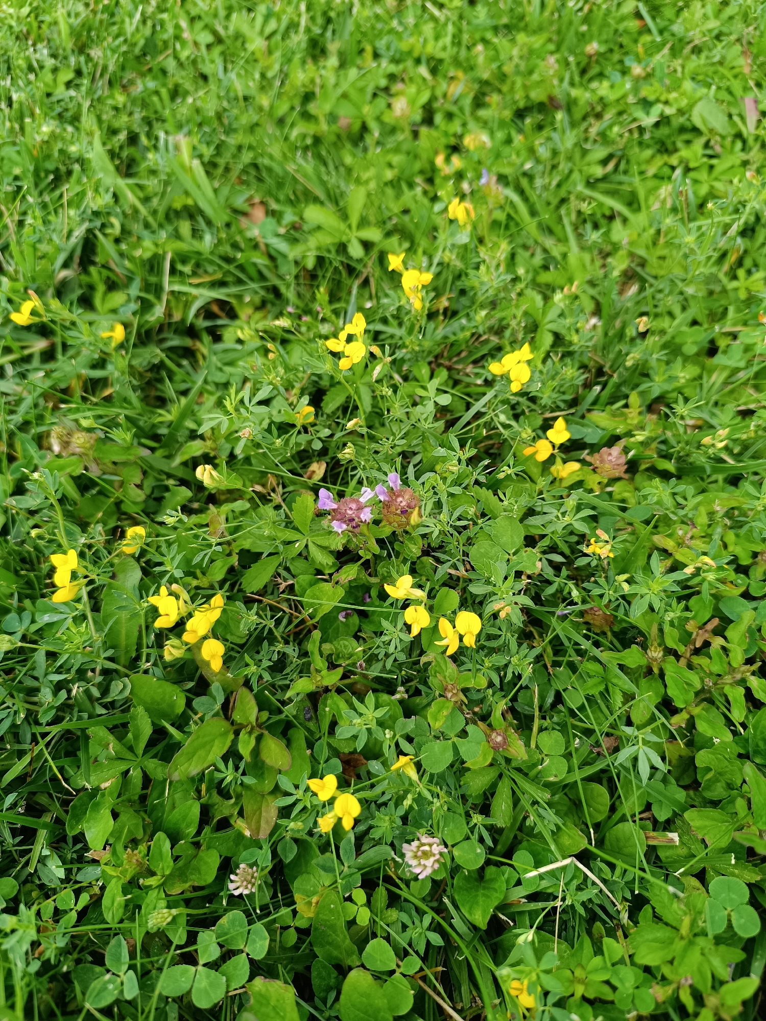 A close-up, high-angle shot captures a patch of green grass in Târgu Jiu, Romania, interspersed with small yellow wildflowers and a few muted purple and pink blossoms. The ground cover is dense, with varying shades of green foliage creating a textured carpet. The image is taken outdoors, likely in a park or a grassy area within the city. There are no people or animals visible in the scene. The lighting suggests it is daytime.