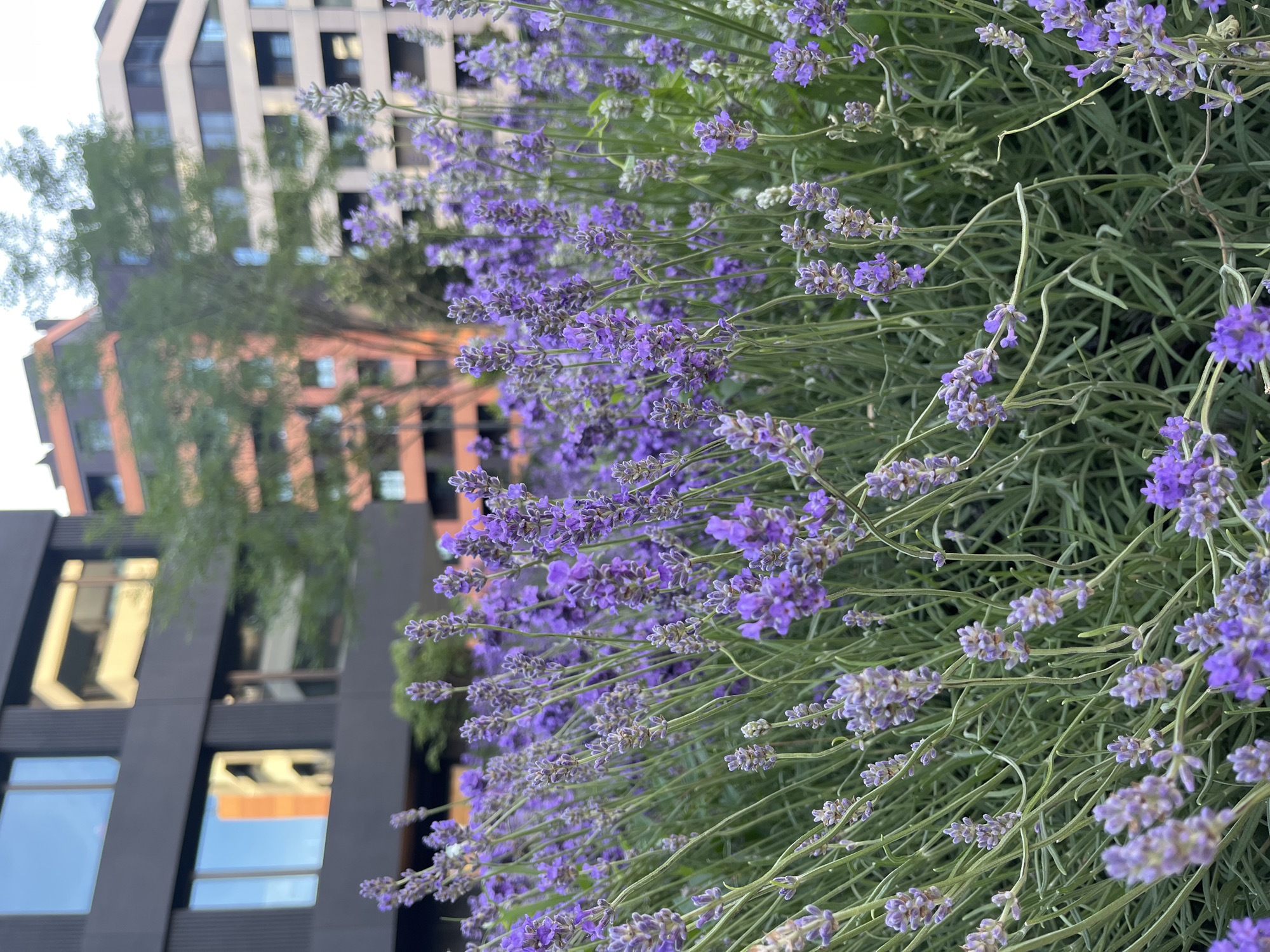 The image shows a close-up of lavender plants in bloom. In the blurred background are modern buildings, one with a black facade and another with a beige and brown facade. The scene is in Belgrade, Serbia.