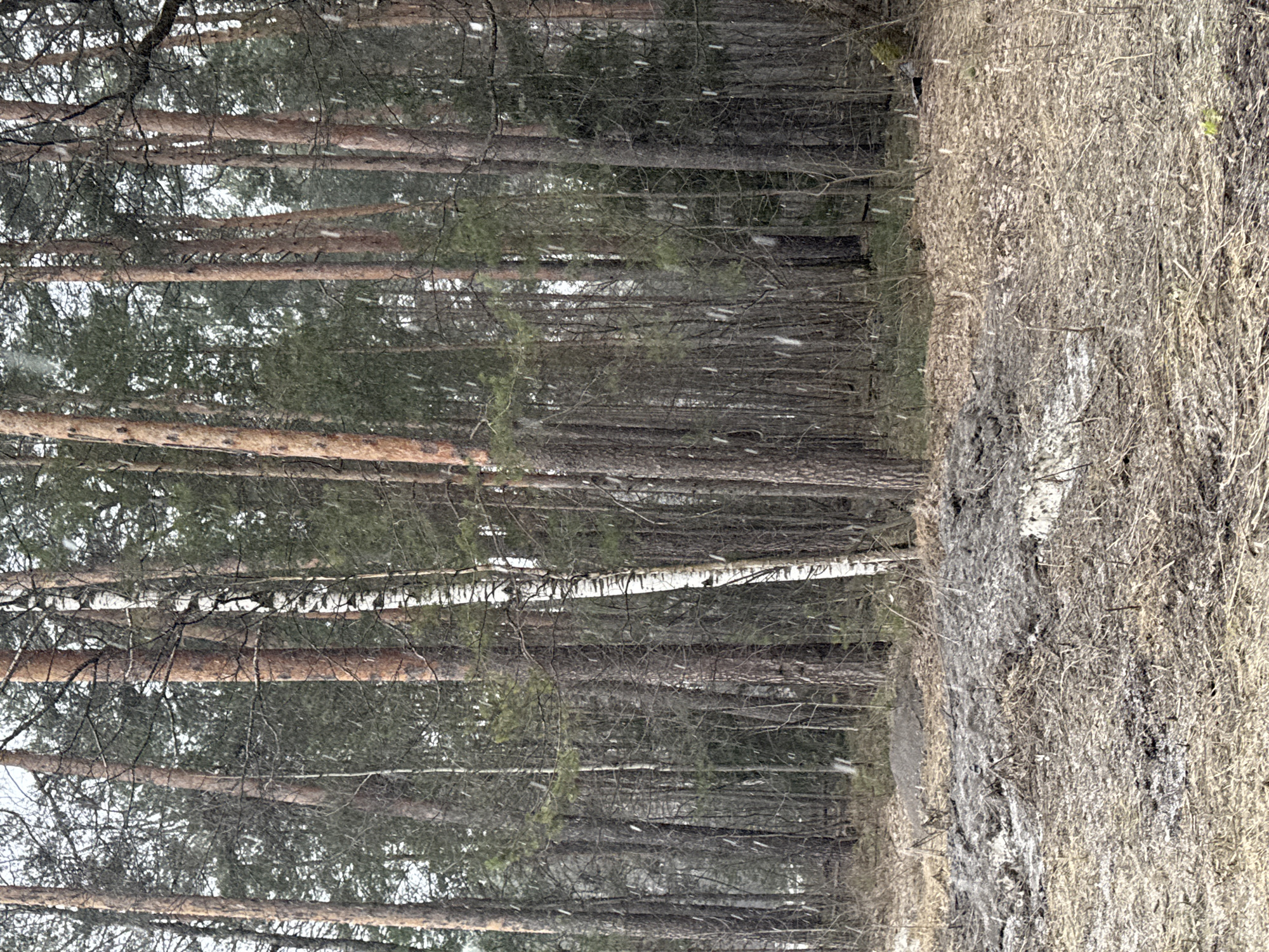 The image shows a forest scene, possibly in the outskirts of a city, with tall, slender trees filling the majority of the frame. These trees are mainly pines, identified by their reddish-brown bark, and some birch trees with their distinctive white bark are also visible. Sparse snow is falling, creating a wintery atmosphere. To the right of the trees, there is a patch of dry, brown vegetation covering the ground. The image is taken at ground level, facing into the dense forest. There is no evidence to confirm that the location is in the city of Perm, Russia. Therefore the location is unknown. The scene is static and without any discernible human presence or activity.