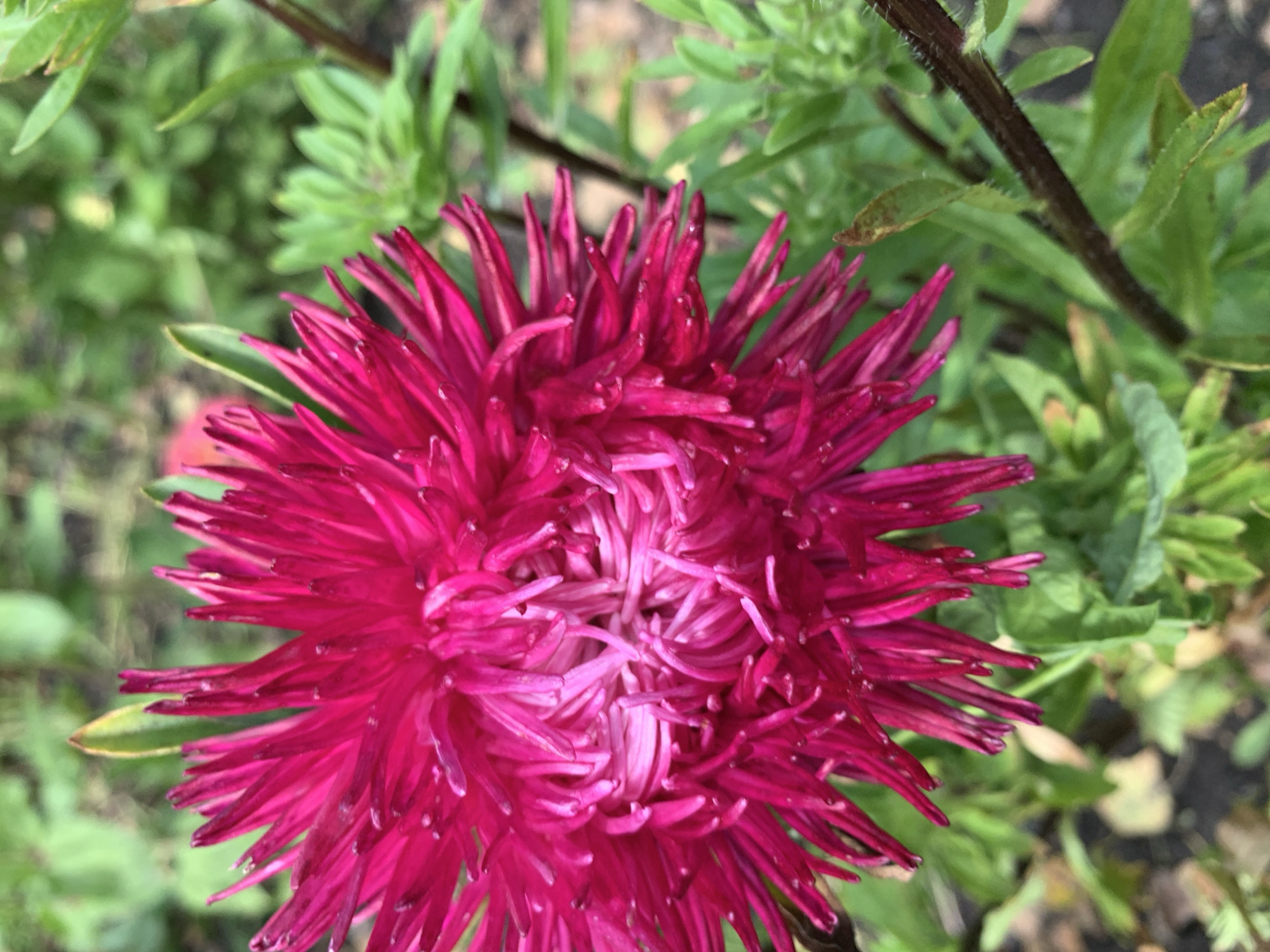A close-up, eye-level, vertical shot shows a bright pink aster flower in full bloom. The flower's petals are thin and spiky, radiating outwards from a dense, lighter pink center. Some of the petals are slightly curled, and a few appear to have water droplets on them. The flower is positioned in the foreground, occupying most of the frame. Behind the aster, blurred green foliage and a dark stem are visible, suggesting an outdoor garden setting. The background is a soft, out-of-focus wash of greens and muted browns, indicating a shallow depth of field. The lighting appears to be natural daylight, casting subtle shadows on the petals. The scene is devoid of any human presence or specific landmarks that would pinpoint its location within Novostroika, Russia.