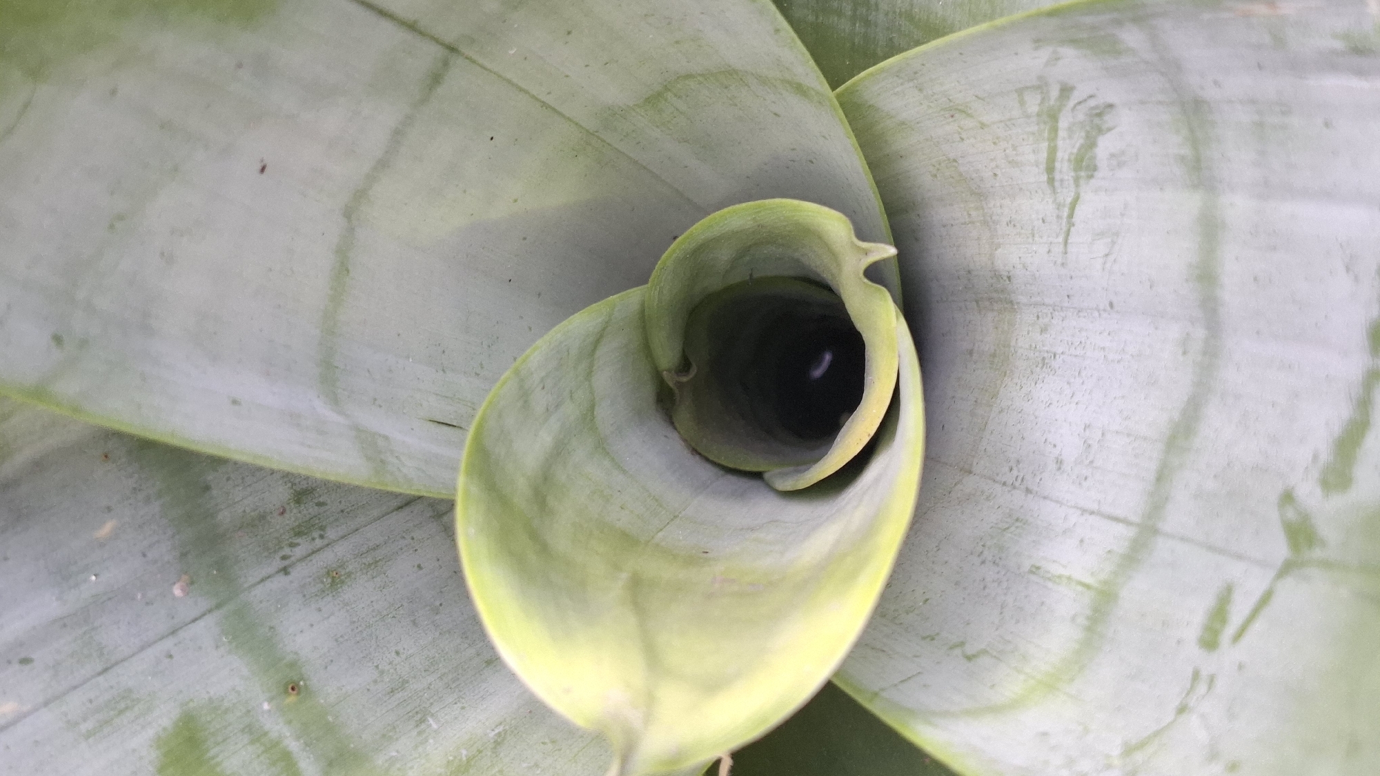 The image shows a close-up, overhead view of the center of a plant, likely a snake plant. The leaves are a pale green with darker green striations and curl inward to form a funnel shape, revealing a dark, hollow center. The texture of the leaves appears smooth and waxy. There are no people or visible signs of human activity. The setting appears to be an outdoor environment, given the natural light and the focus on the plant's growth structure. There is no information available to determine the specific location within Ciharashas, Indonesia.